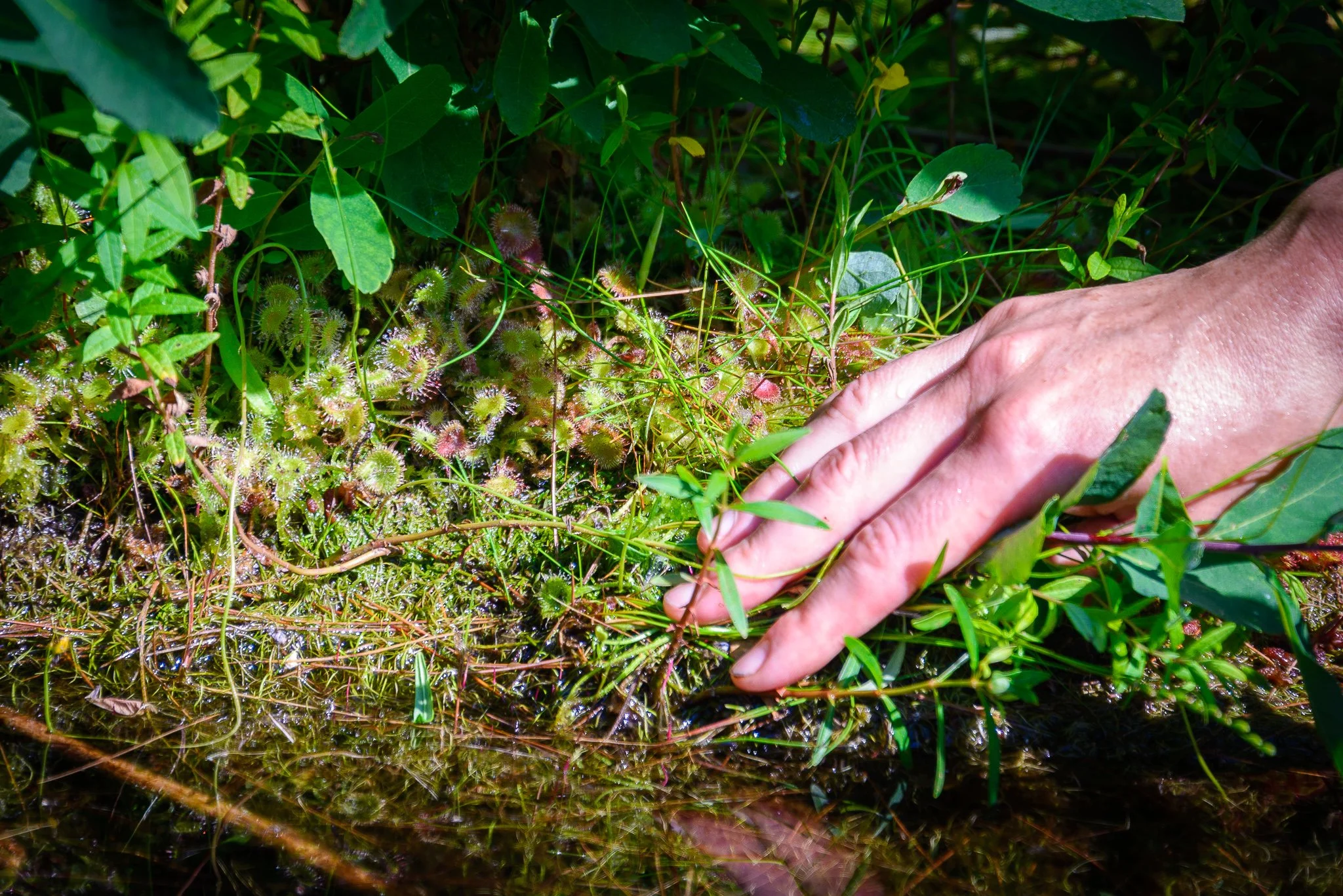 Cancelled—Chocorua Lake Guided Paddle