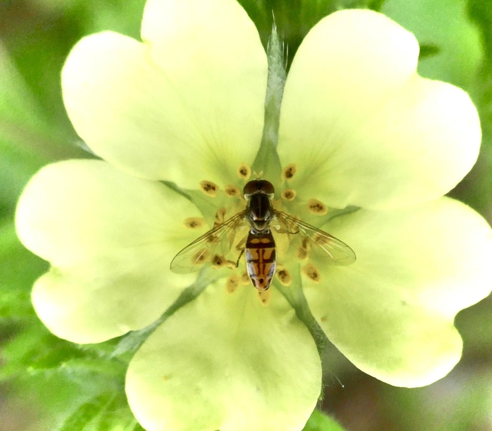 Meet the Friendly Flies — Replay and Resource List