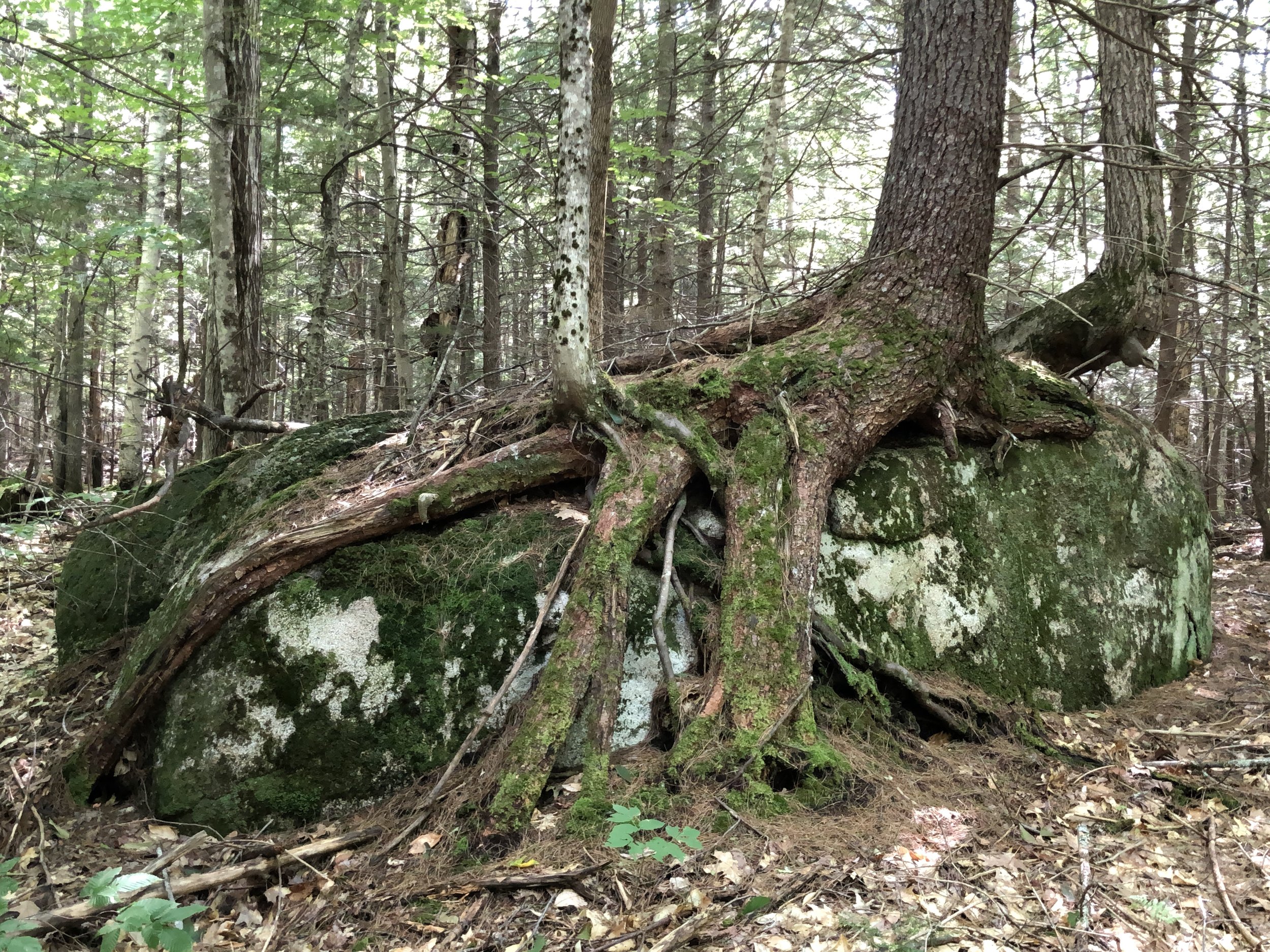 Forest Management & Carbon replay & resource list