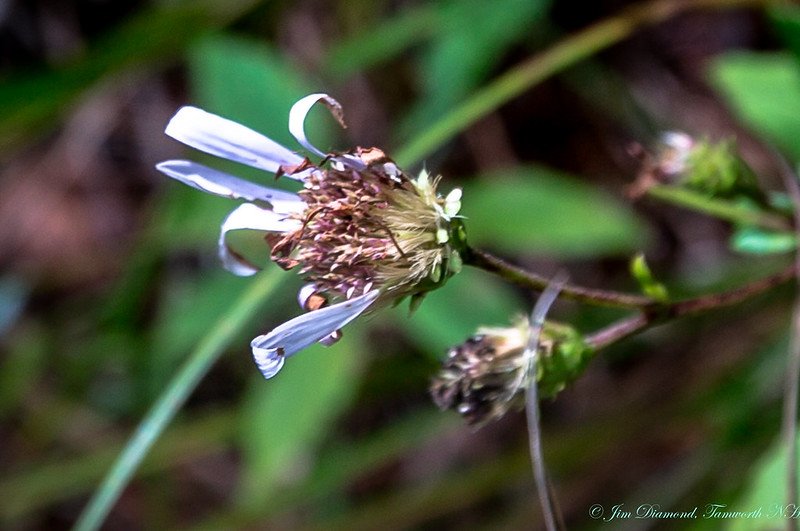 Stewardship Morning at Moose Meadows