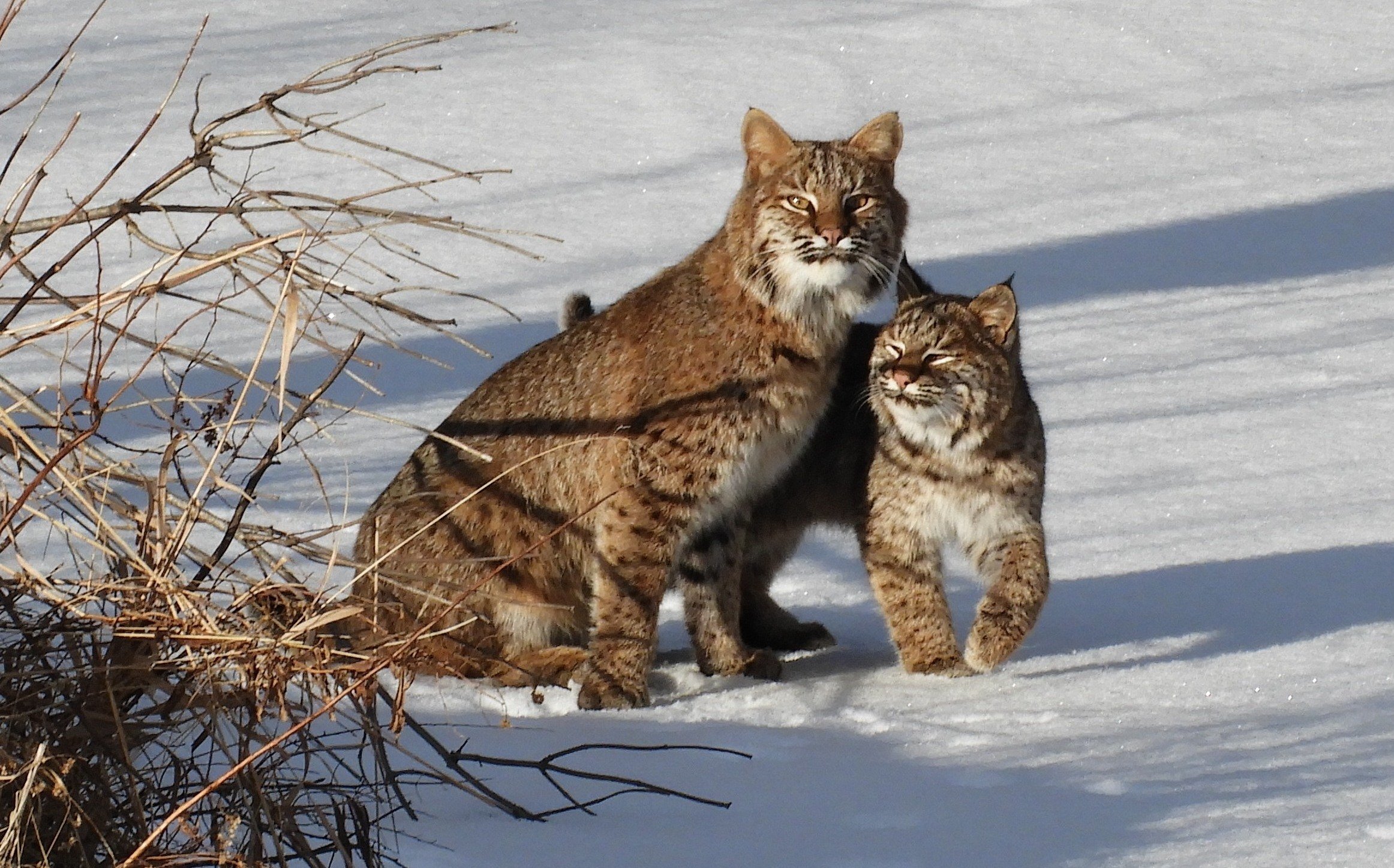GMCG Wildlife Corridors Workshop replay and resource list