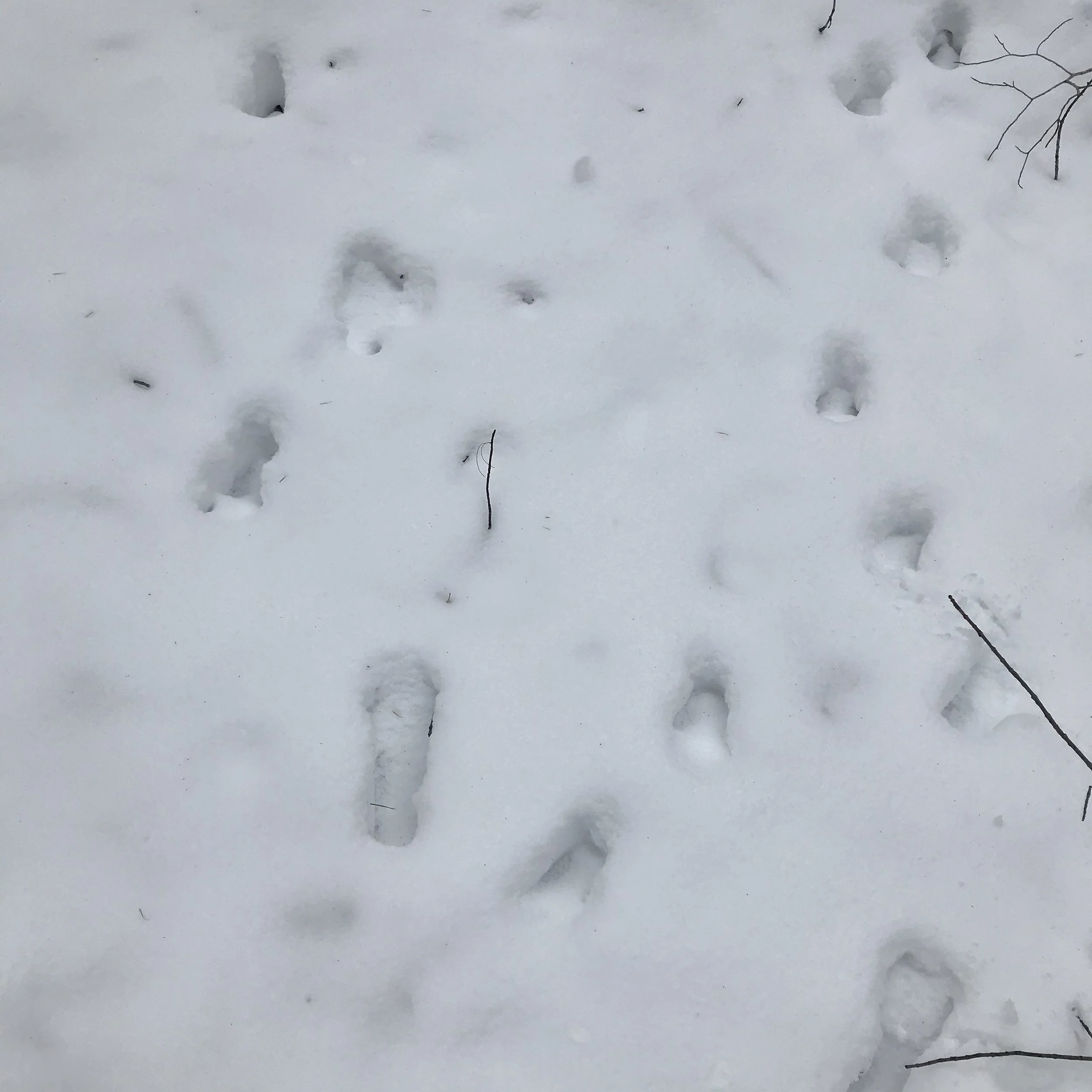 Patterns in the Snow: Wildlife Tracking for All Ages