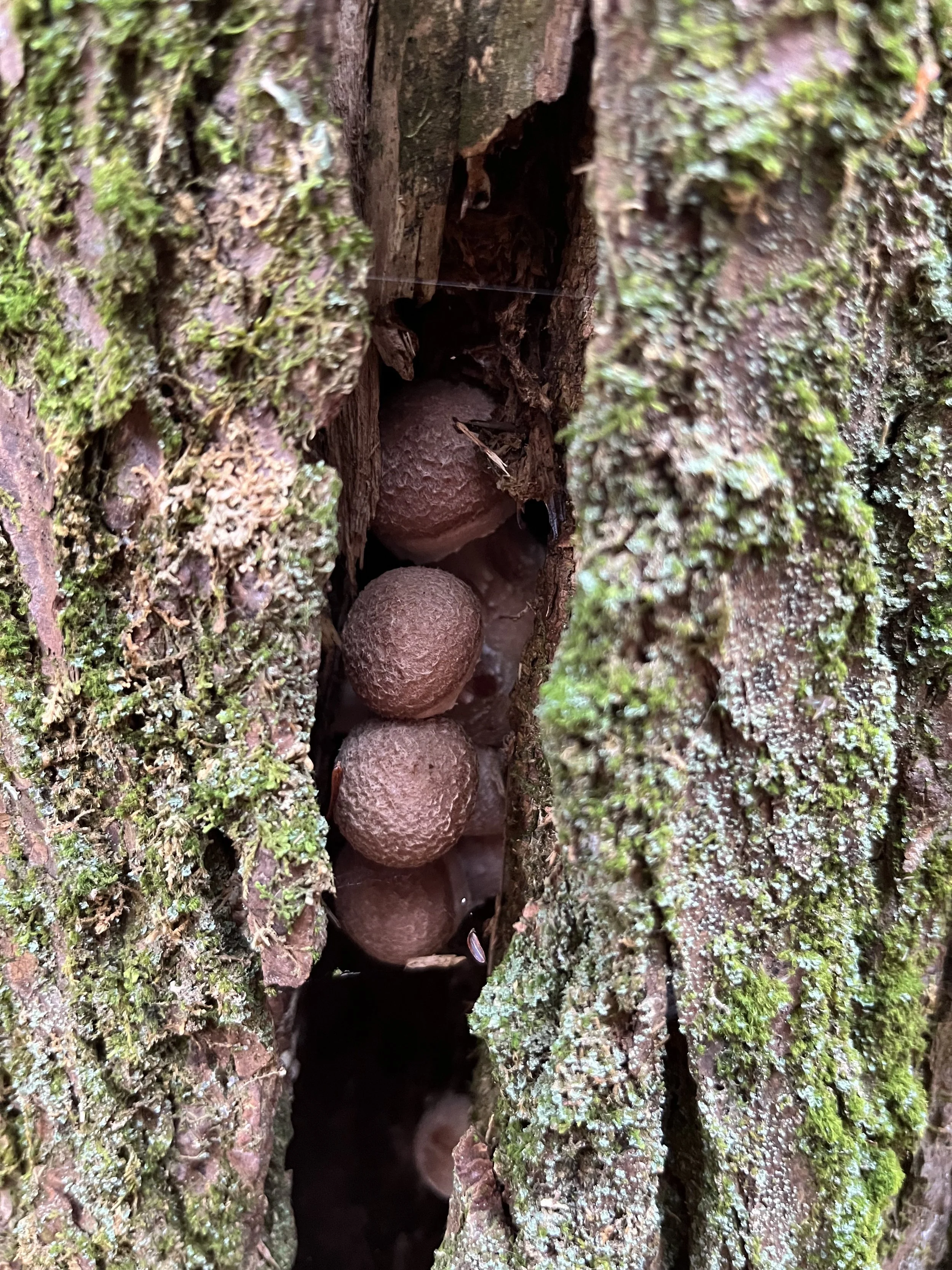 Fungi &amp; Trees with Susan Goldhor