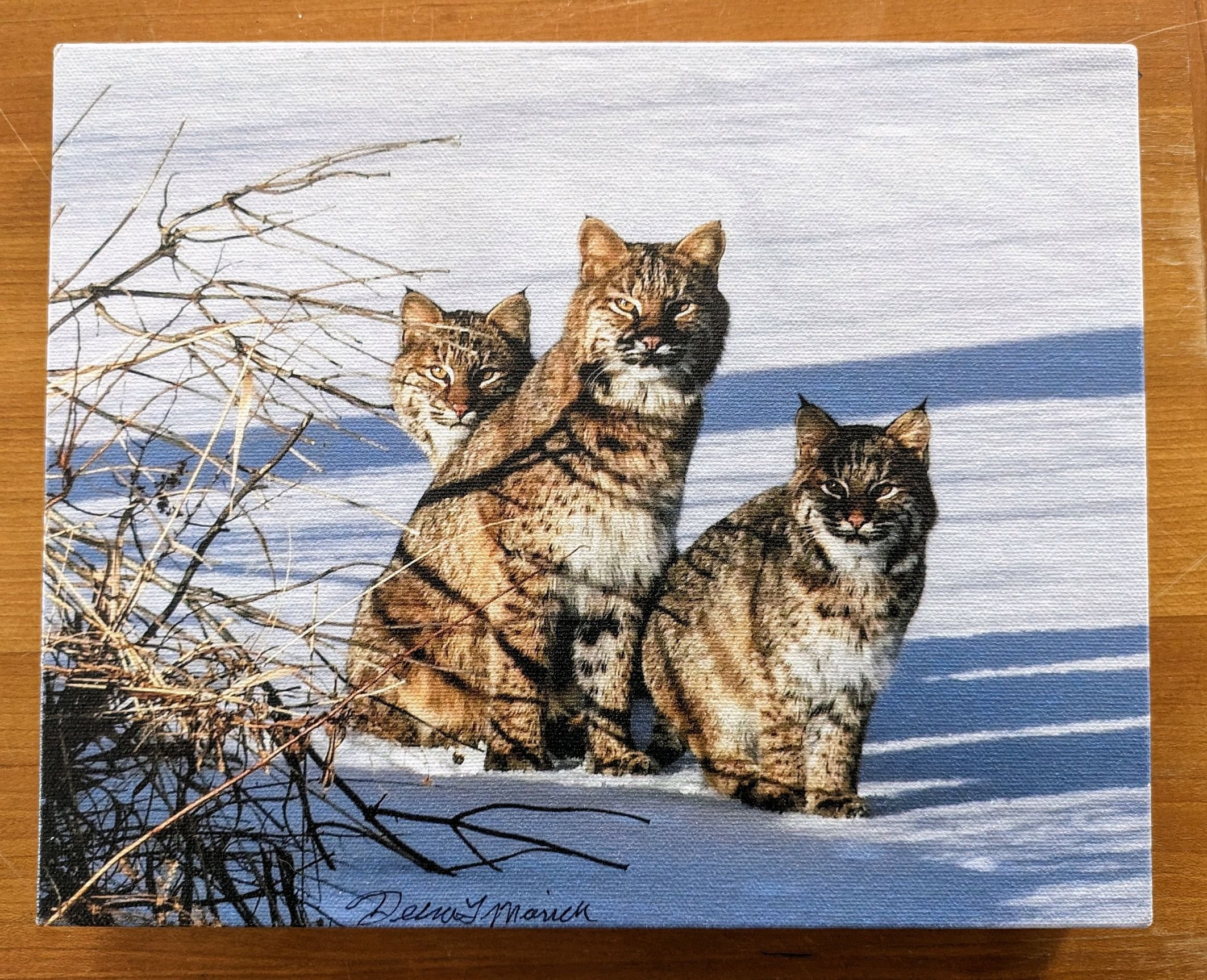 Mother bobcat with two kittens