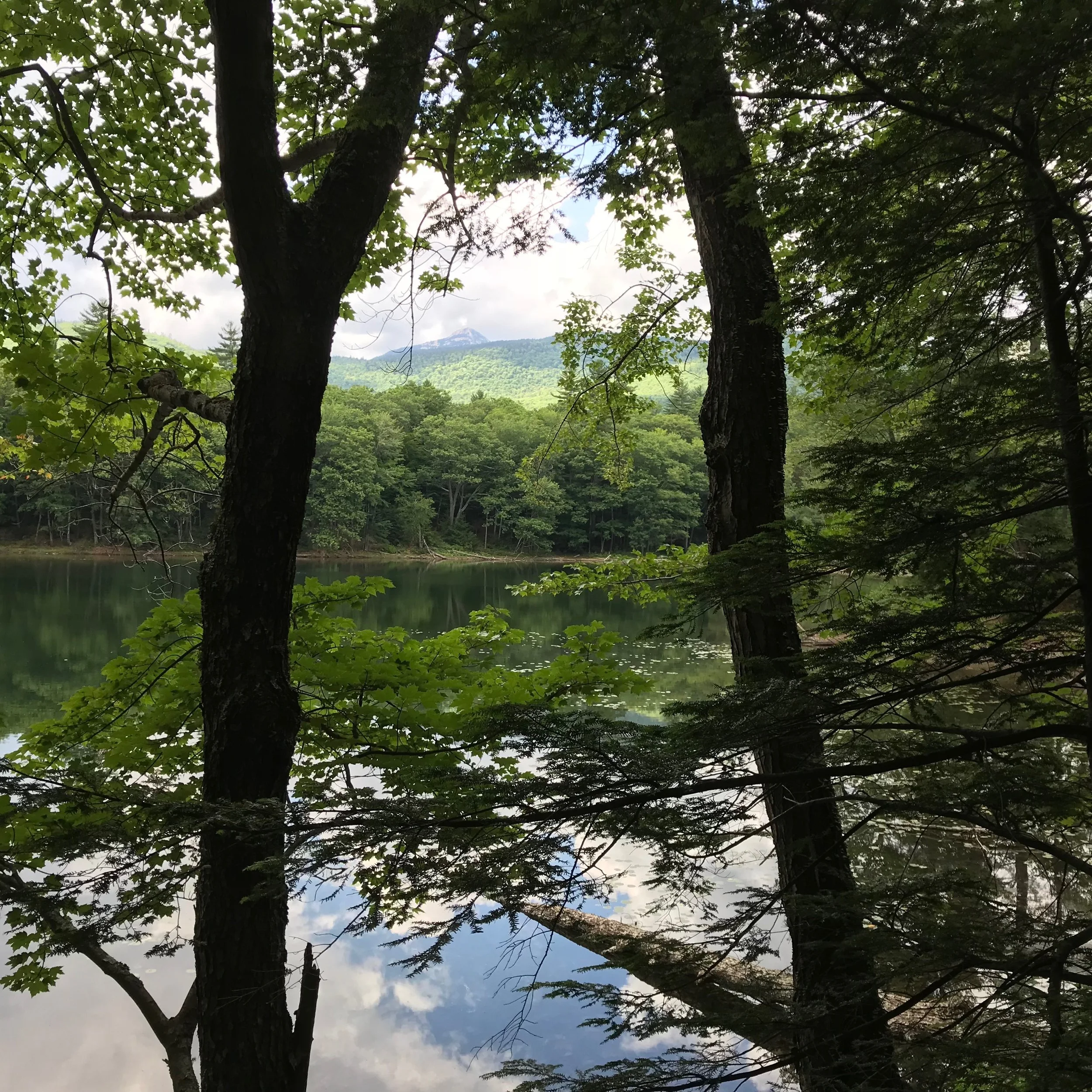 Mindfulness &amp; Nature Writing Walk