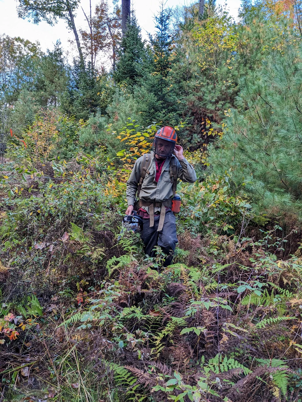 Jon Kashner from Northern Forest Resources working on Forest Stand Improvement at the Browne, Greenough, VerPlanck Forest.