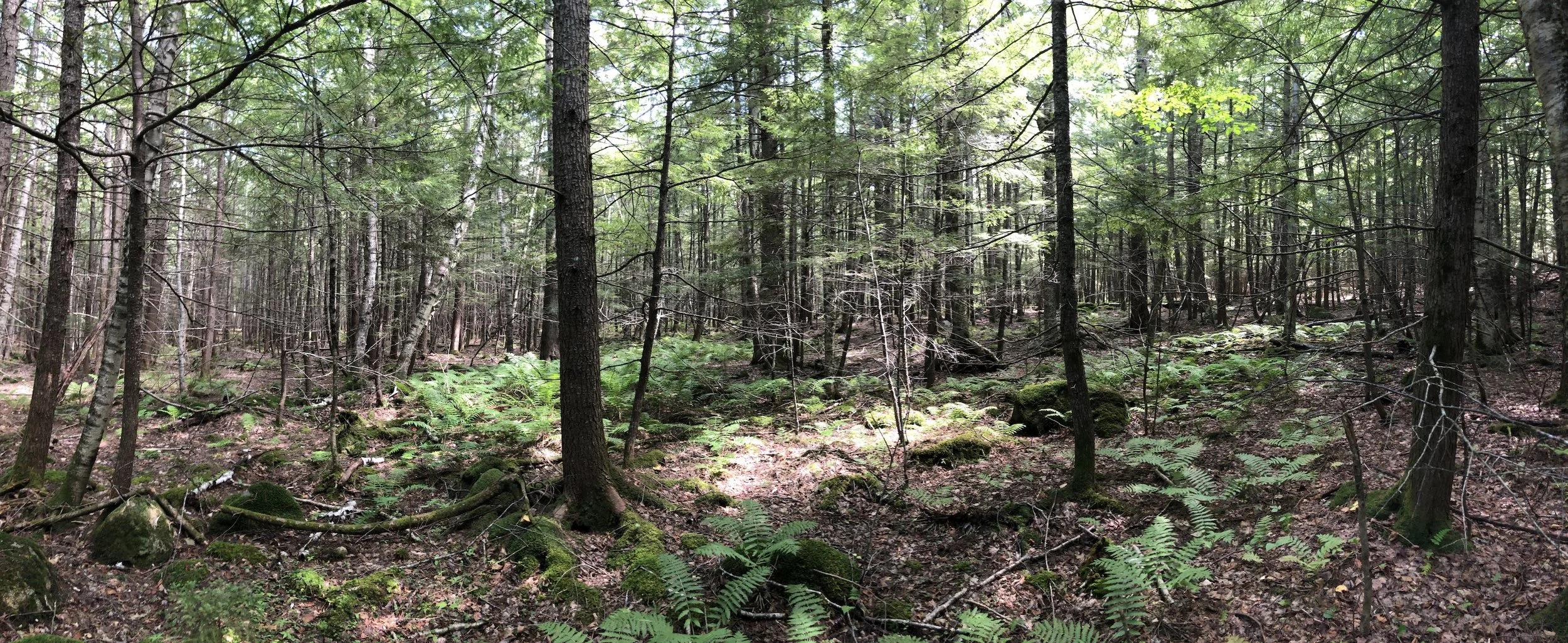 Protecting our Natural Legacy: Understanding the Power of a Conservation Easement