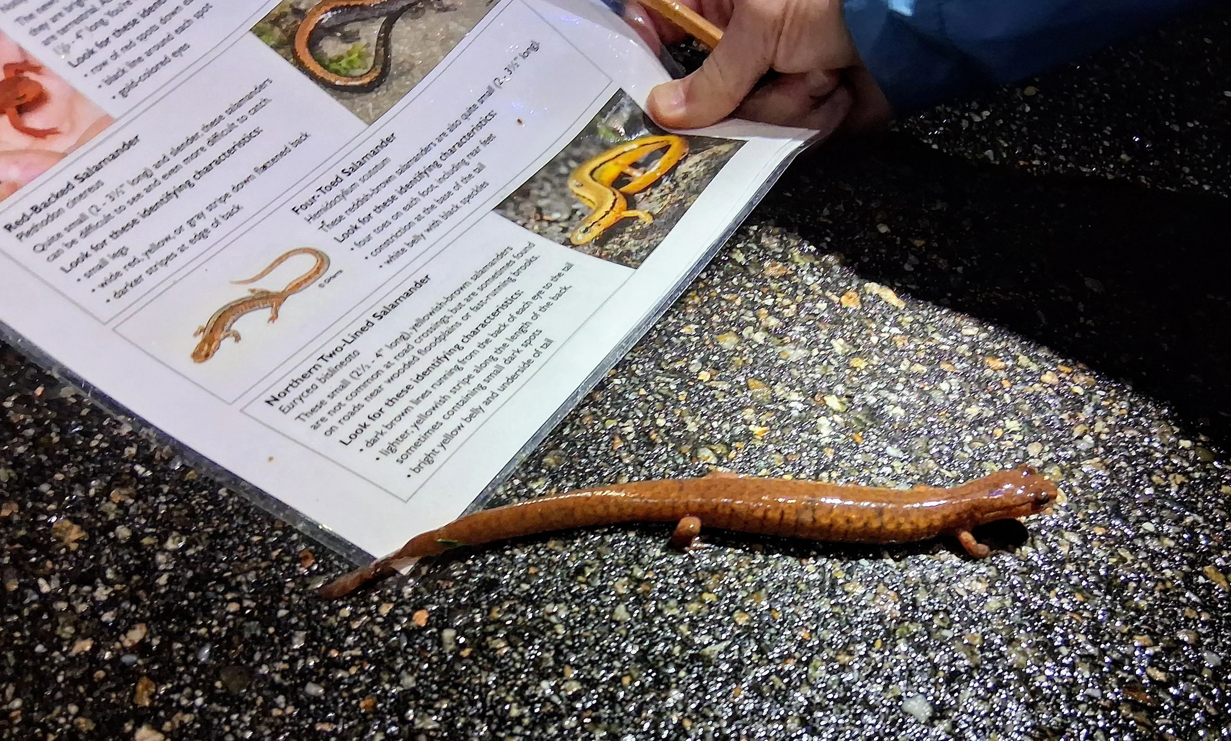 The Secretive Spring Salamander and Other Fascinating Amphibians on Big Night