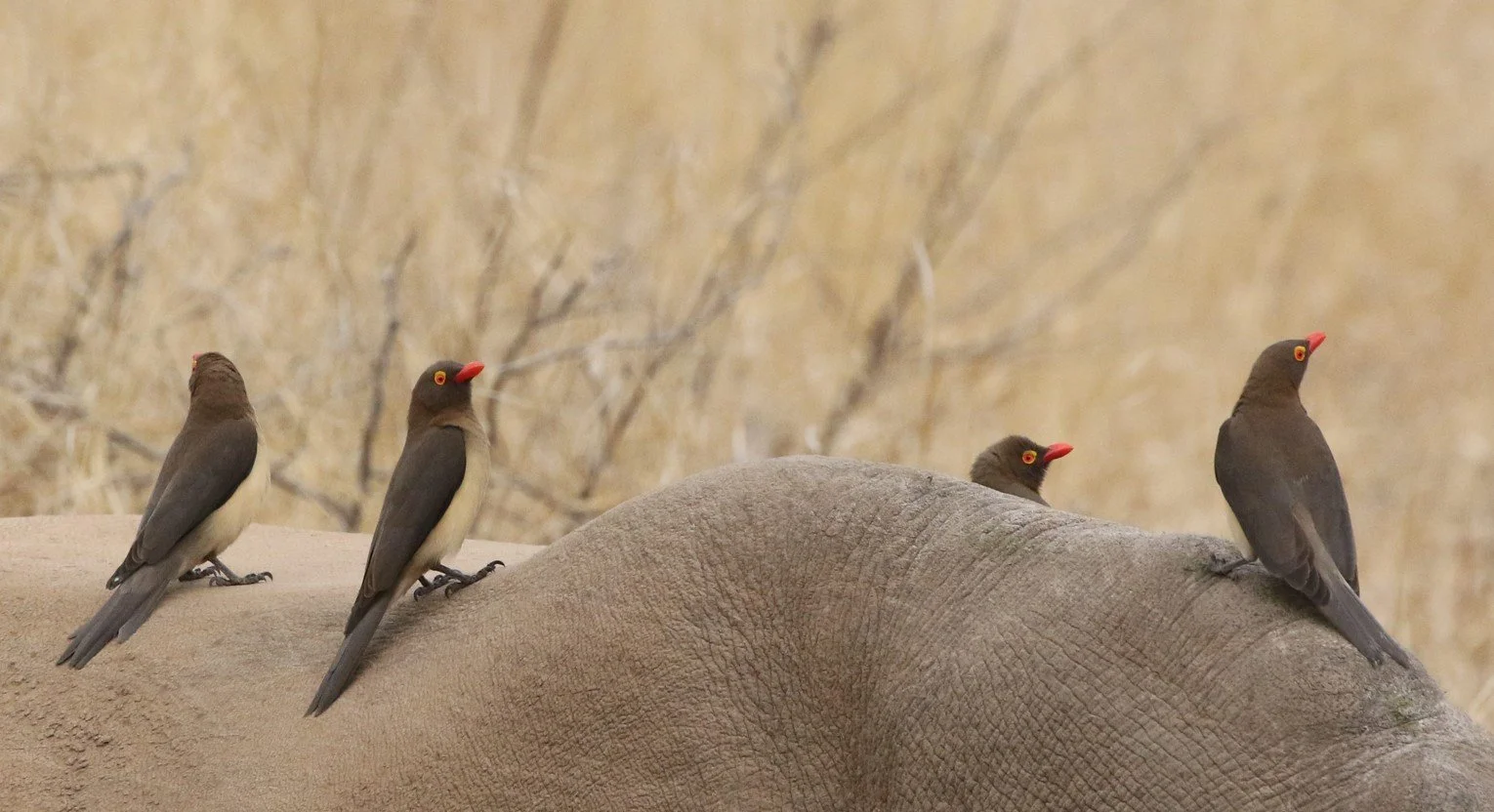 Stories from the Trail: Tracking Dangerous Animals