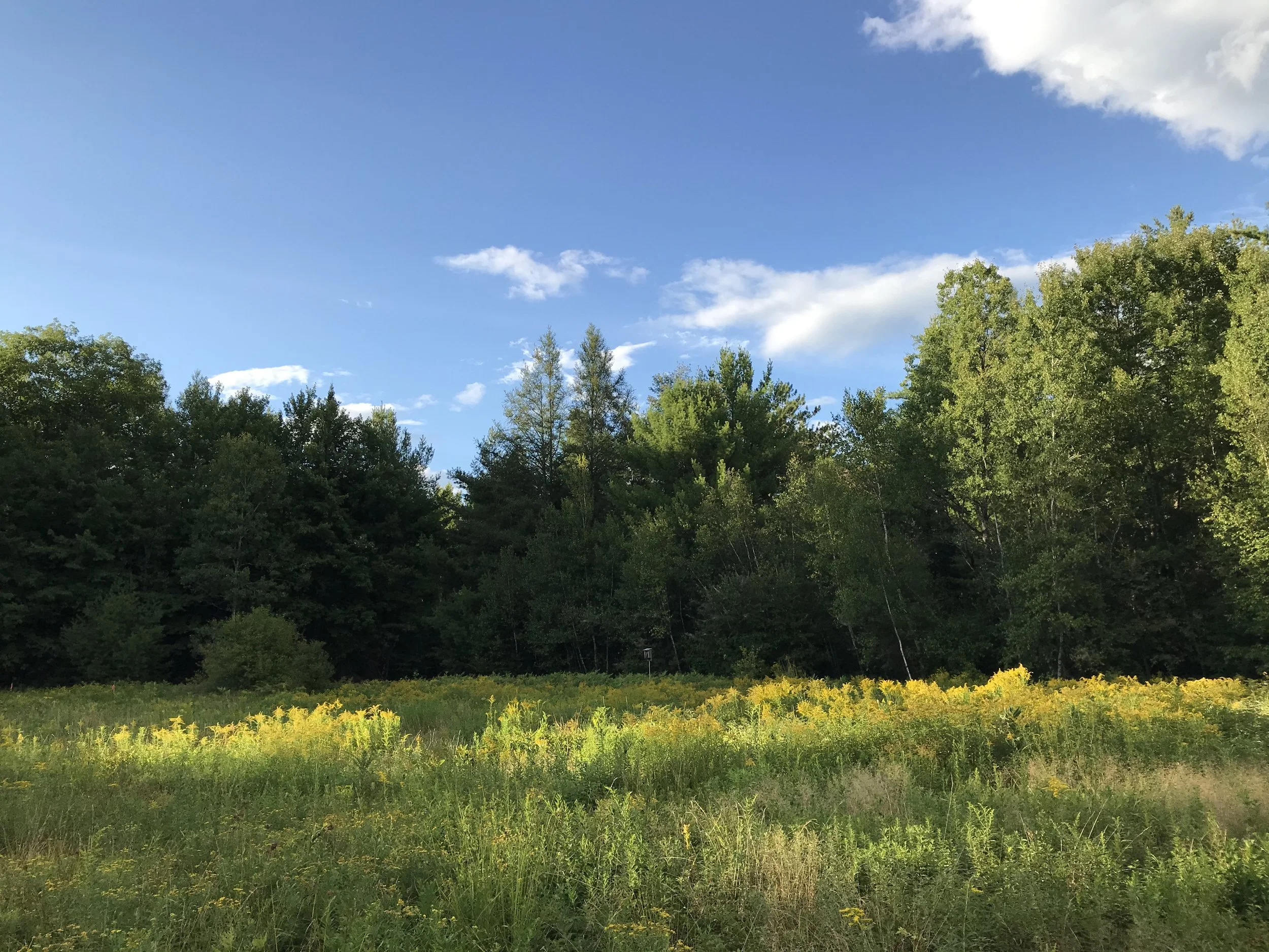 Outdoor Volunteer Morning at Moose Meadows