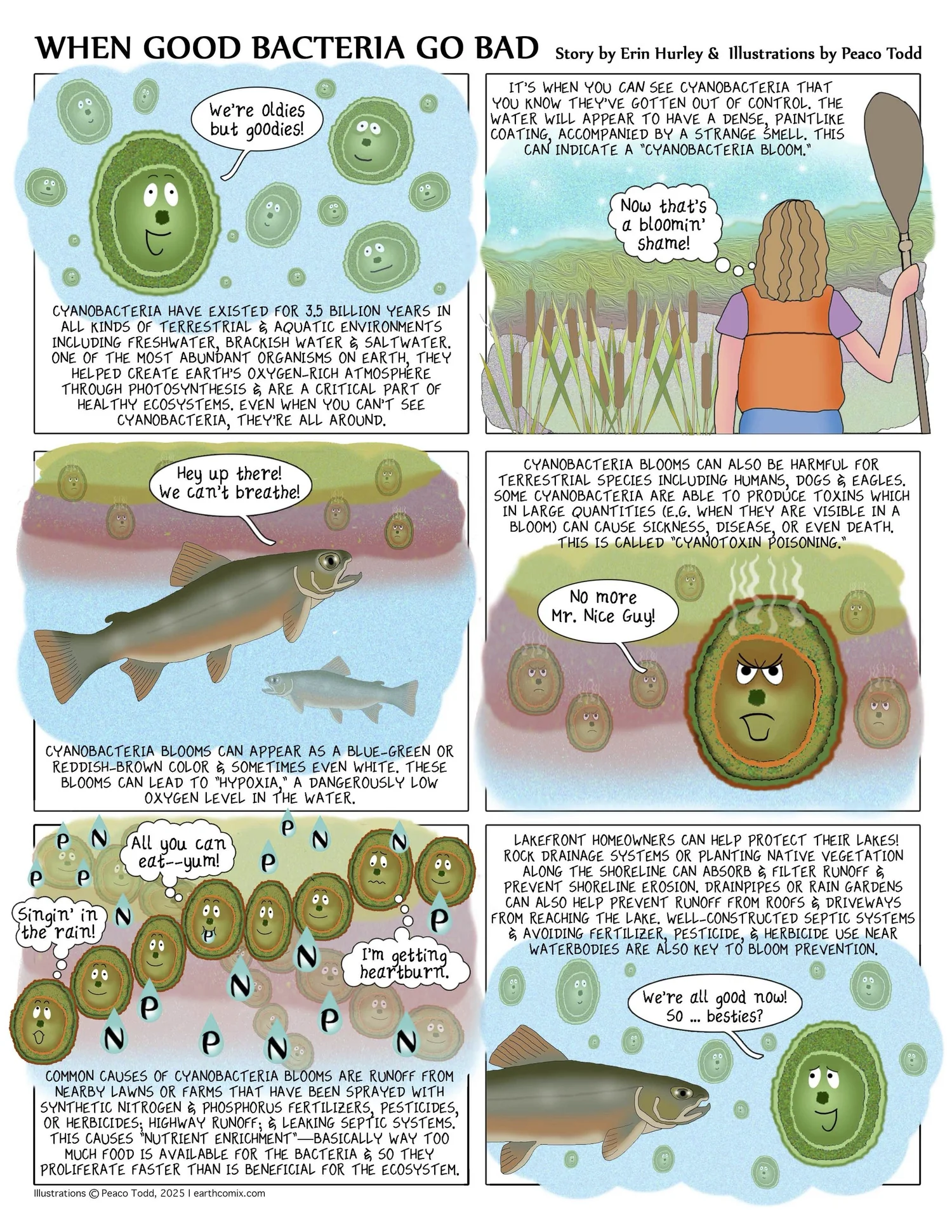 Cyanobacteria Health Effects