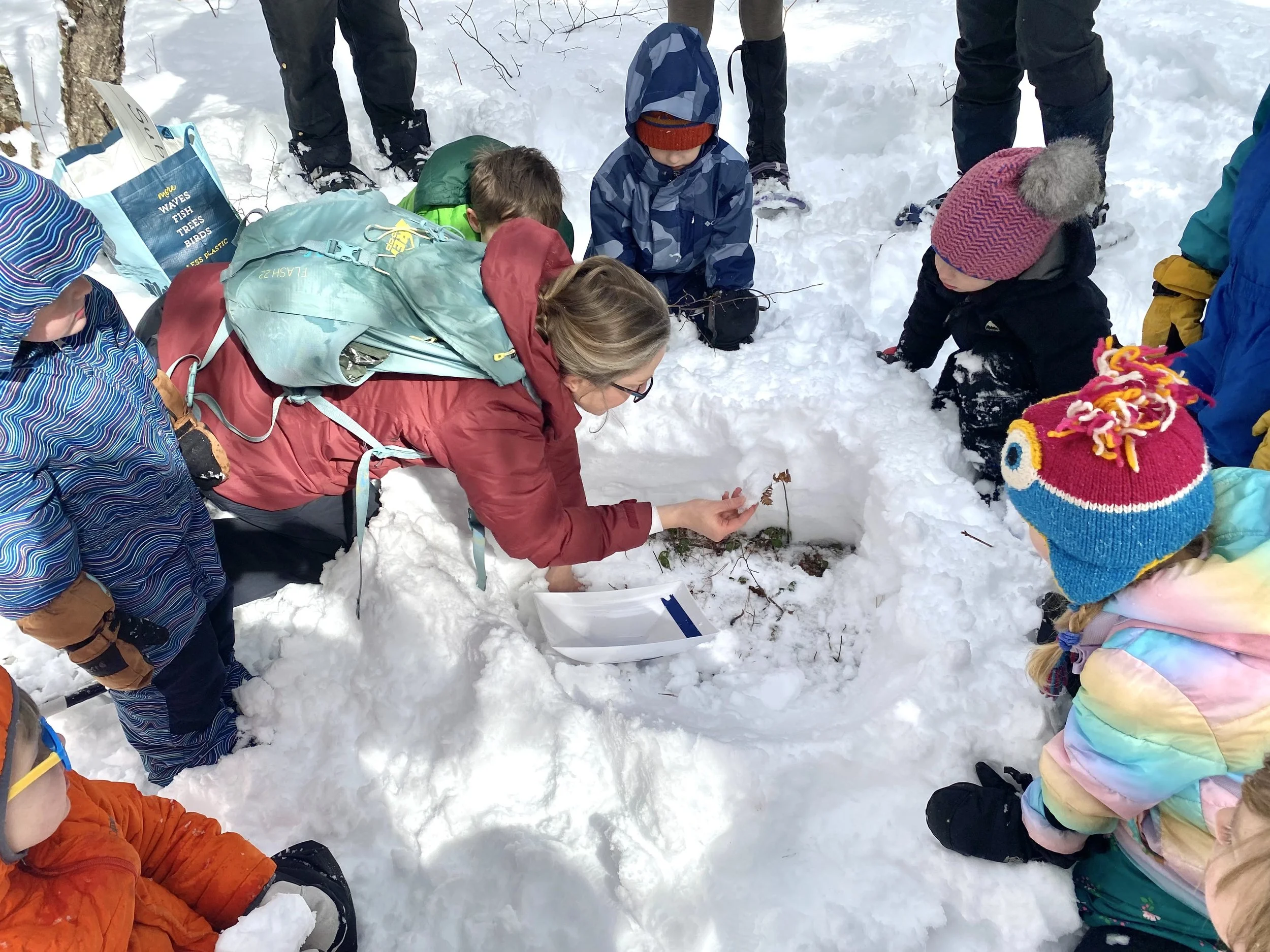 Winter Ecology: Animals’ Superpowers for Winter Survival