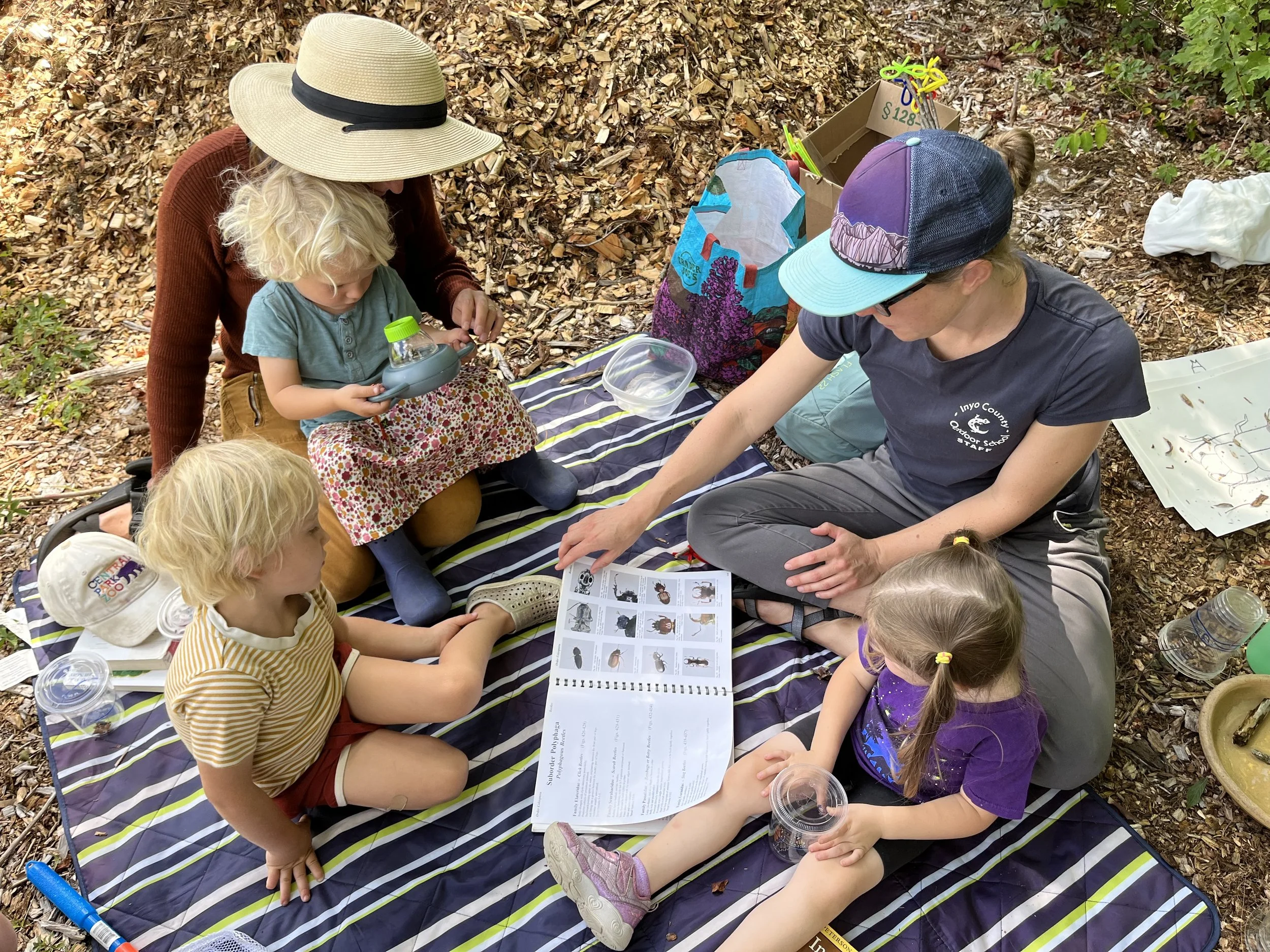 All About Insects! (for Kids)