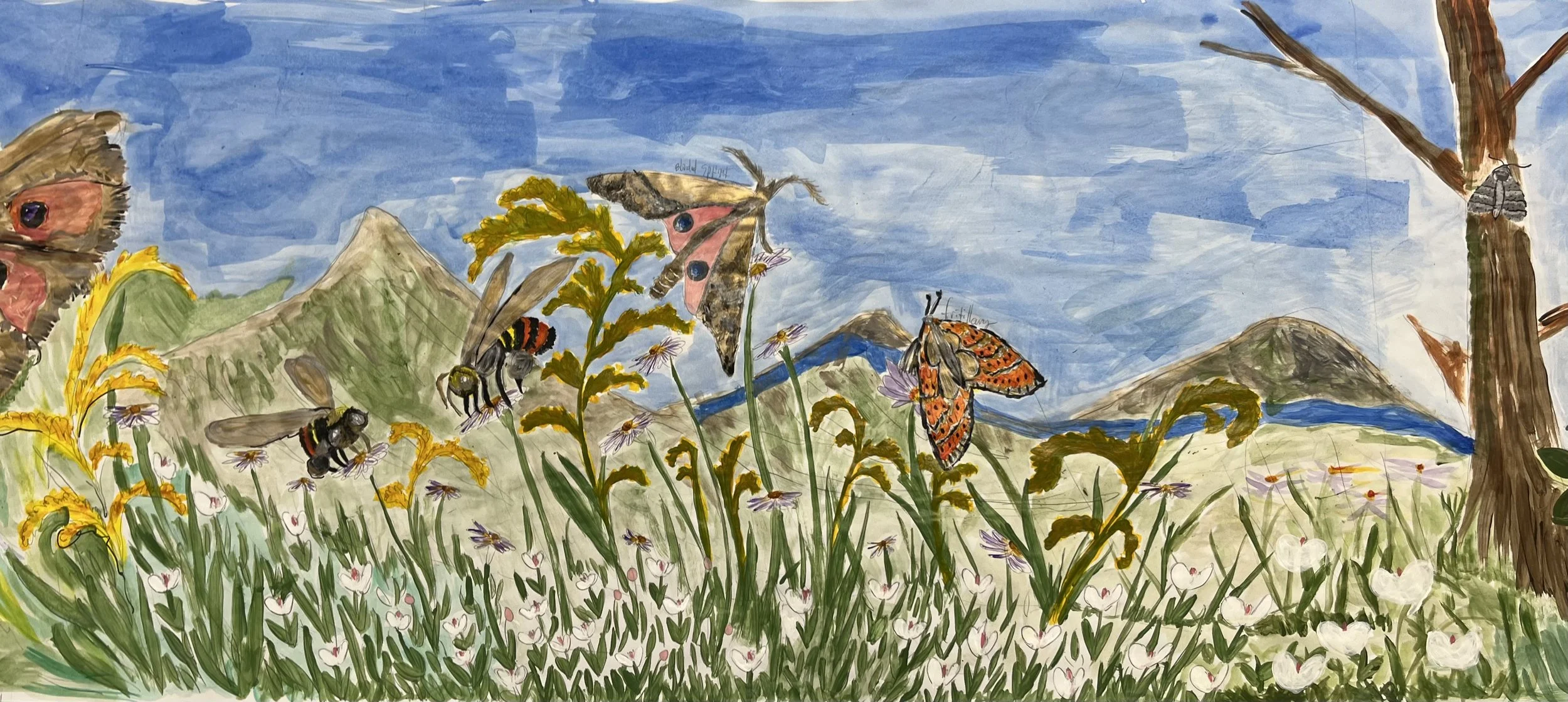 How to use iNaturalist to participate in citizen science