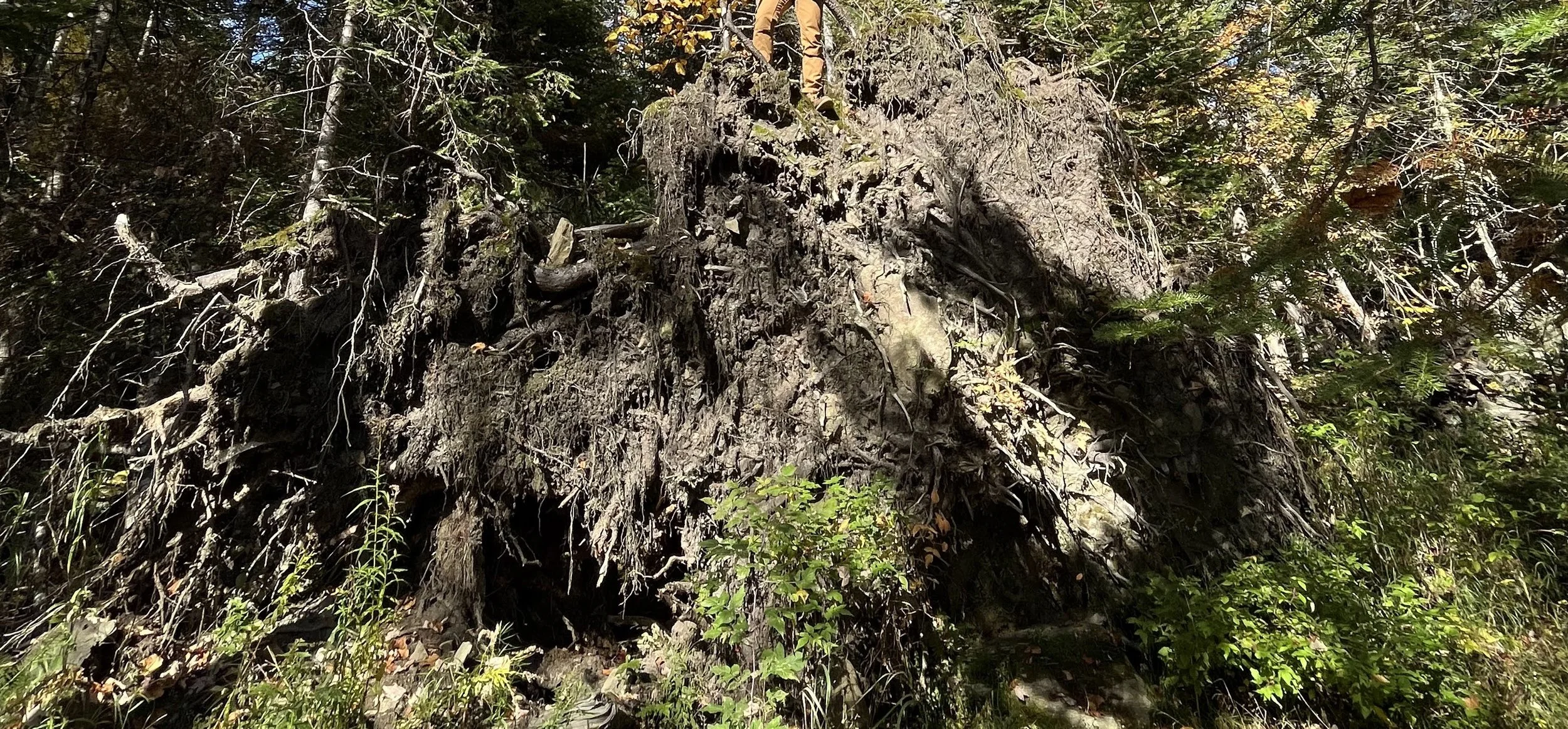 Stilted trees: why are they walking?