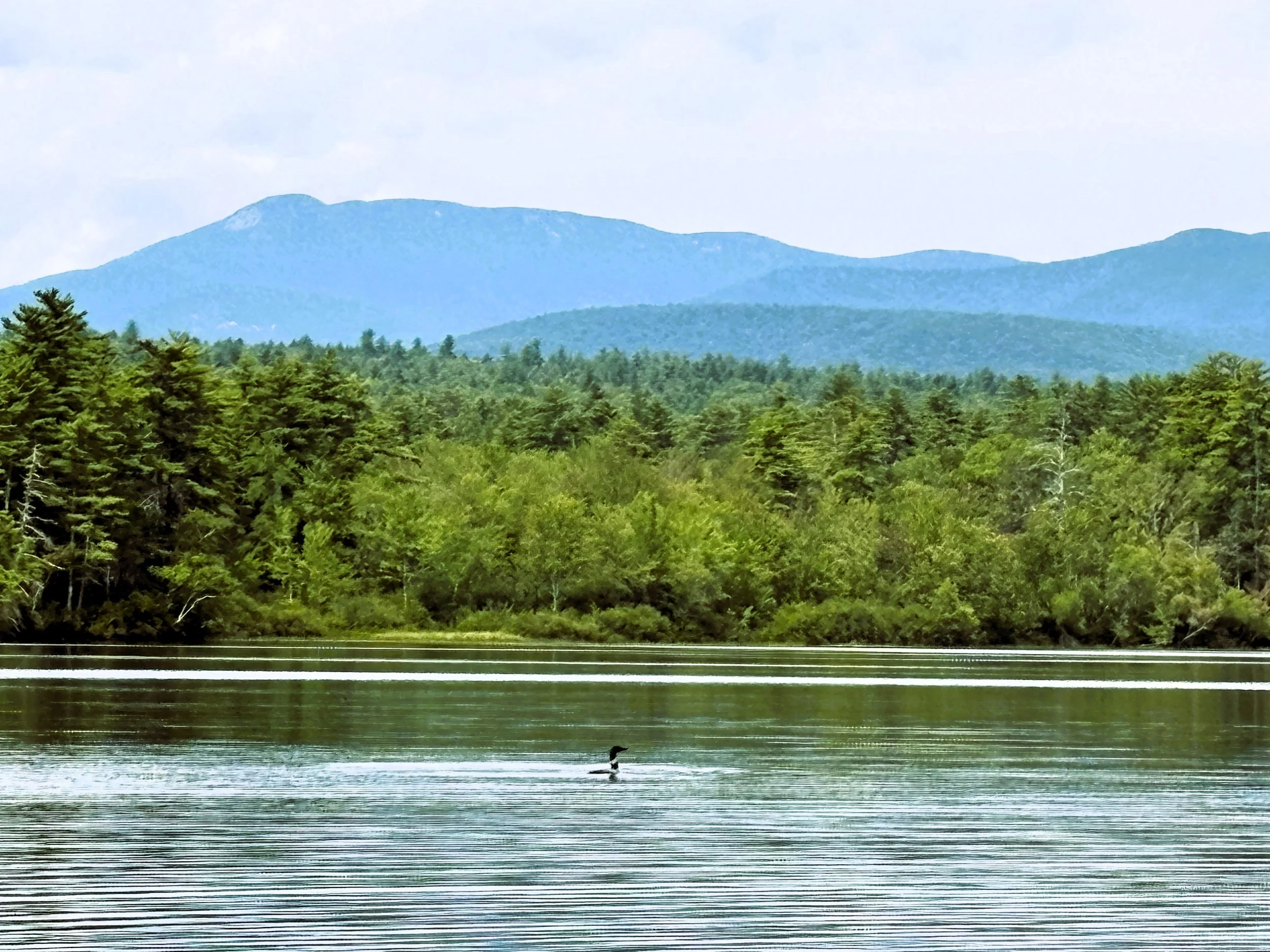 The Lessons We Learn from Nature: Loons