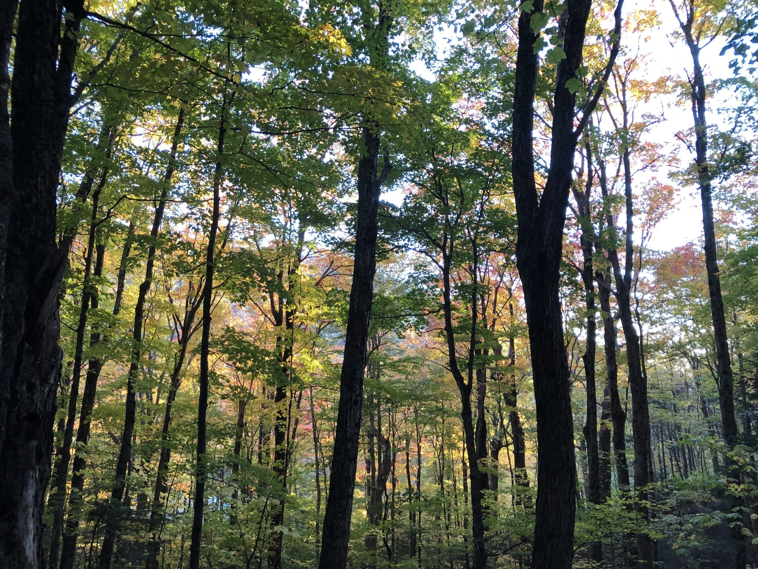 Can You Judge the Forest by its Cover?