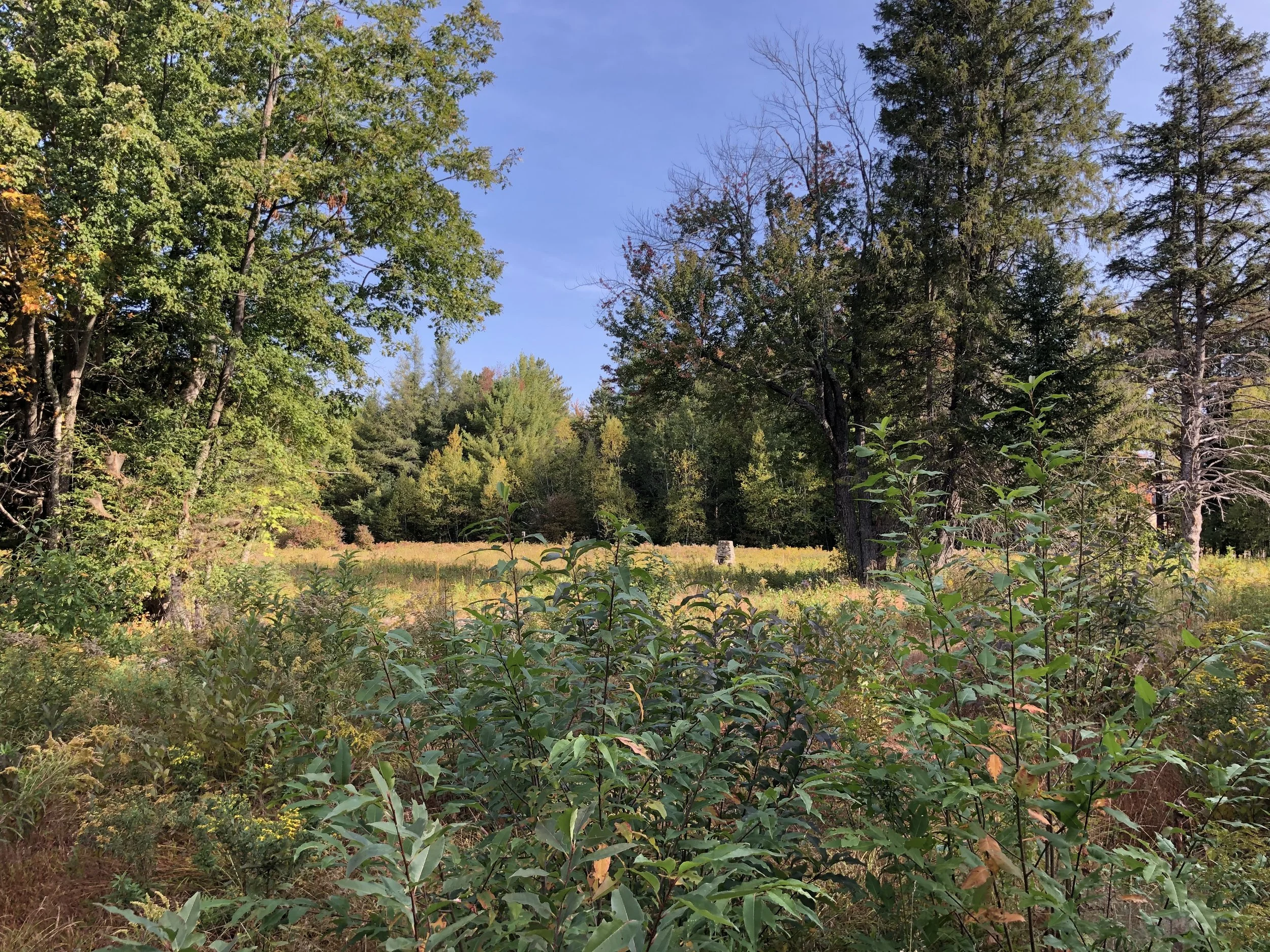 Clear Moose Meadow Field Edges