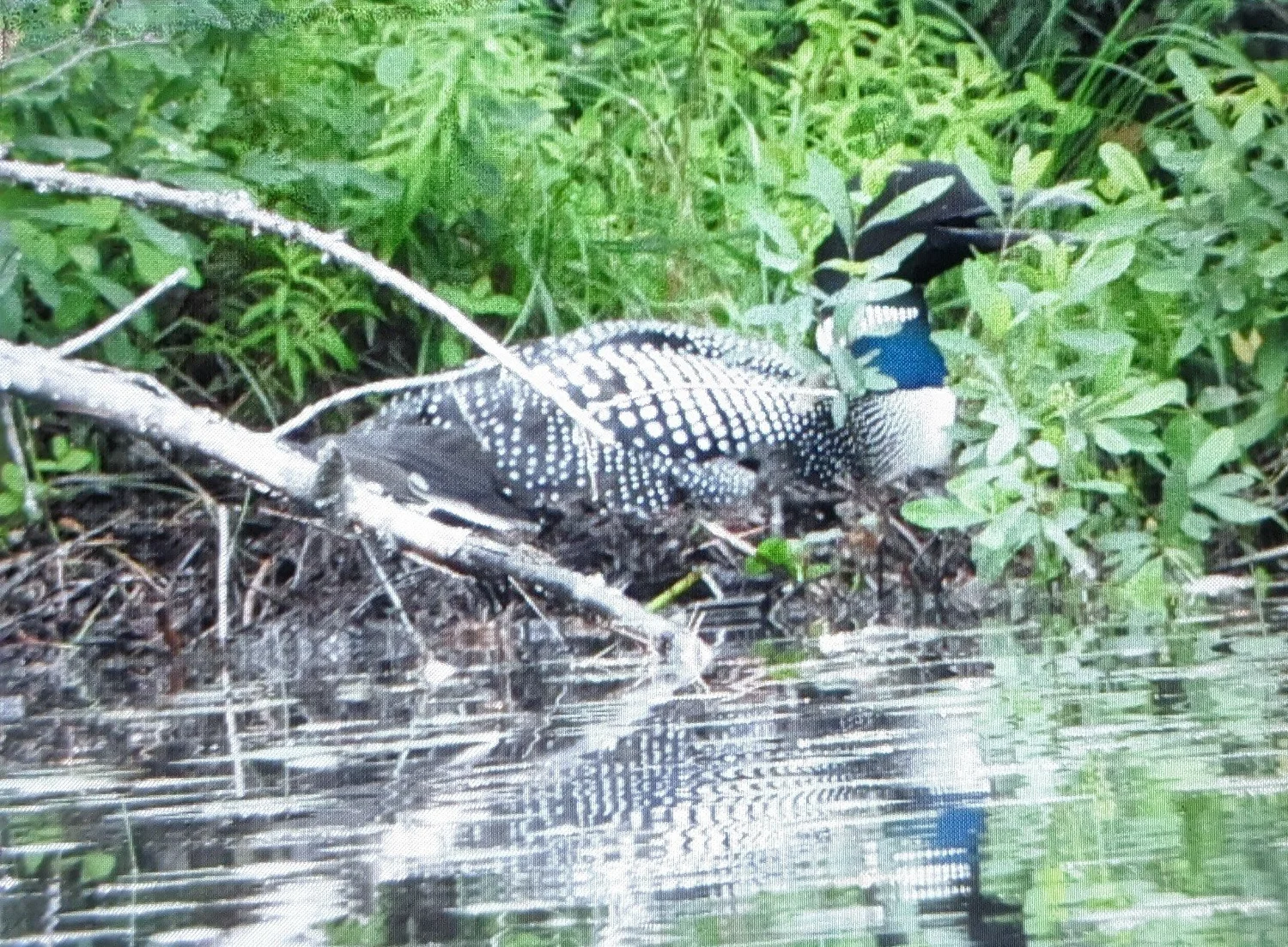 Update: The 2024 loon nesting season on Chocorua Lake — Chocorua Lake ...