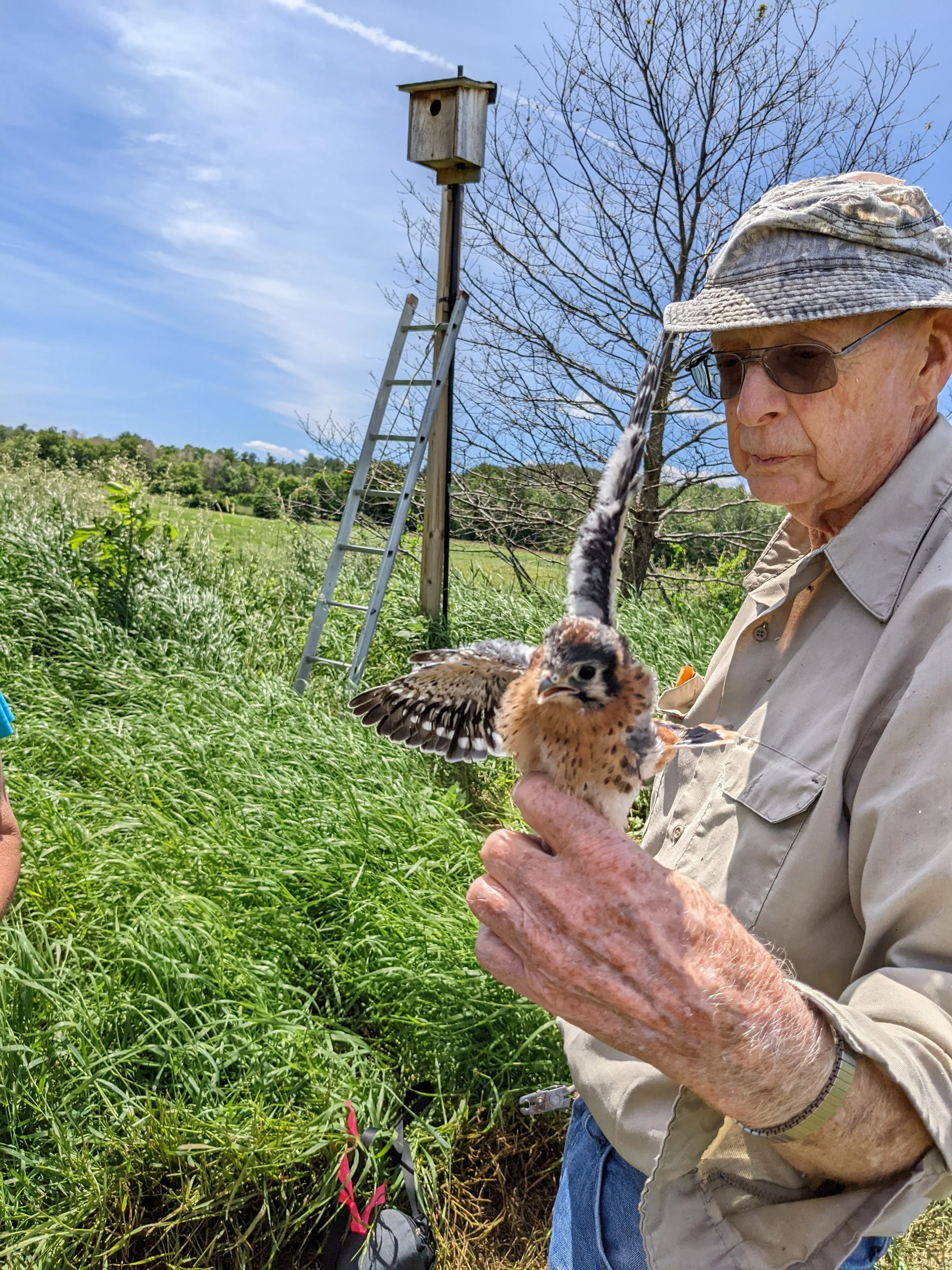 Fly High In Conservation With The Kestrel Banding Program Chocorua fly-high-in-conservation-with-the-kestrel-banding-program-chocorua