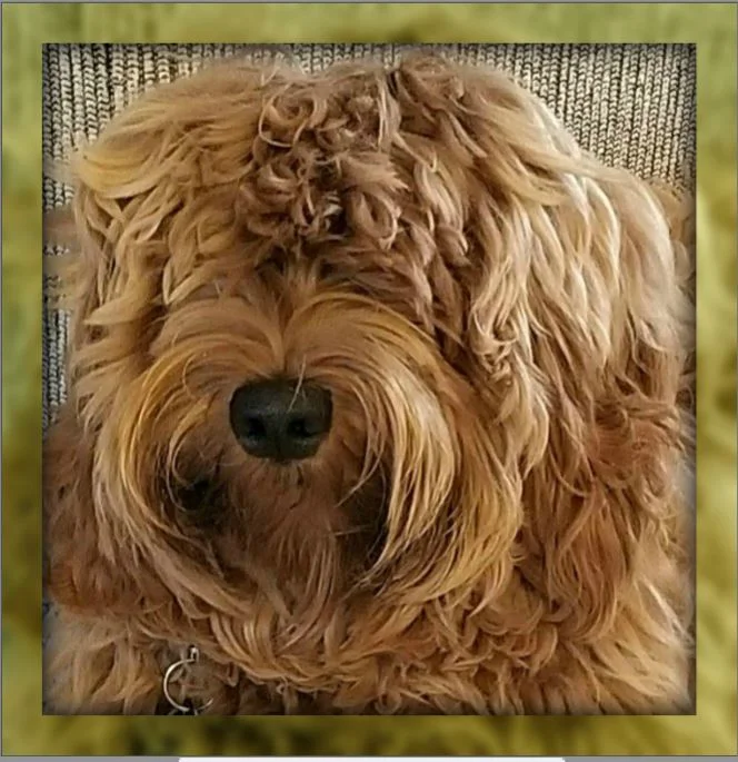 Lake Keowee Labradoodles