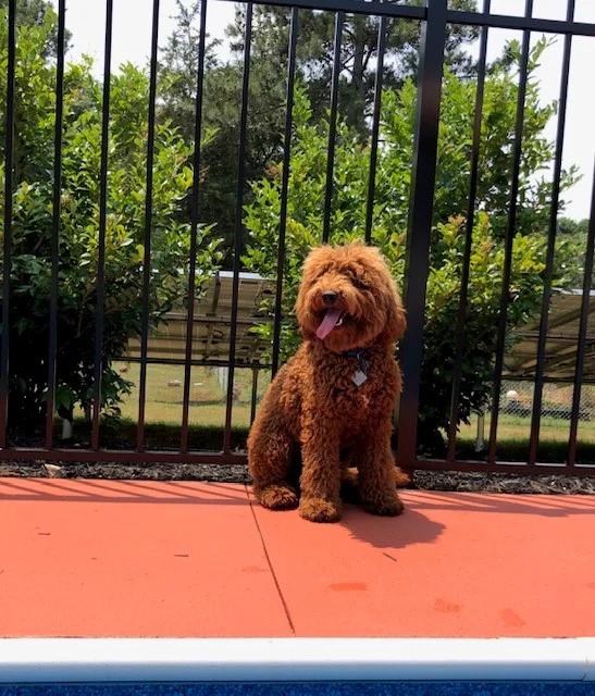 Sires — Lake Keowee Labradoodles