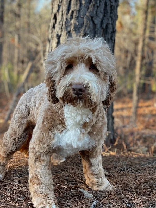 Litters — Lake Keowee Labradoodles