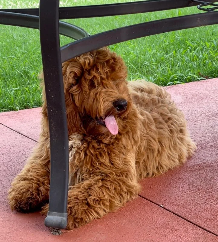 Litters — Lake Keowee Labradoodles