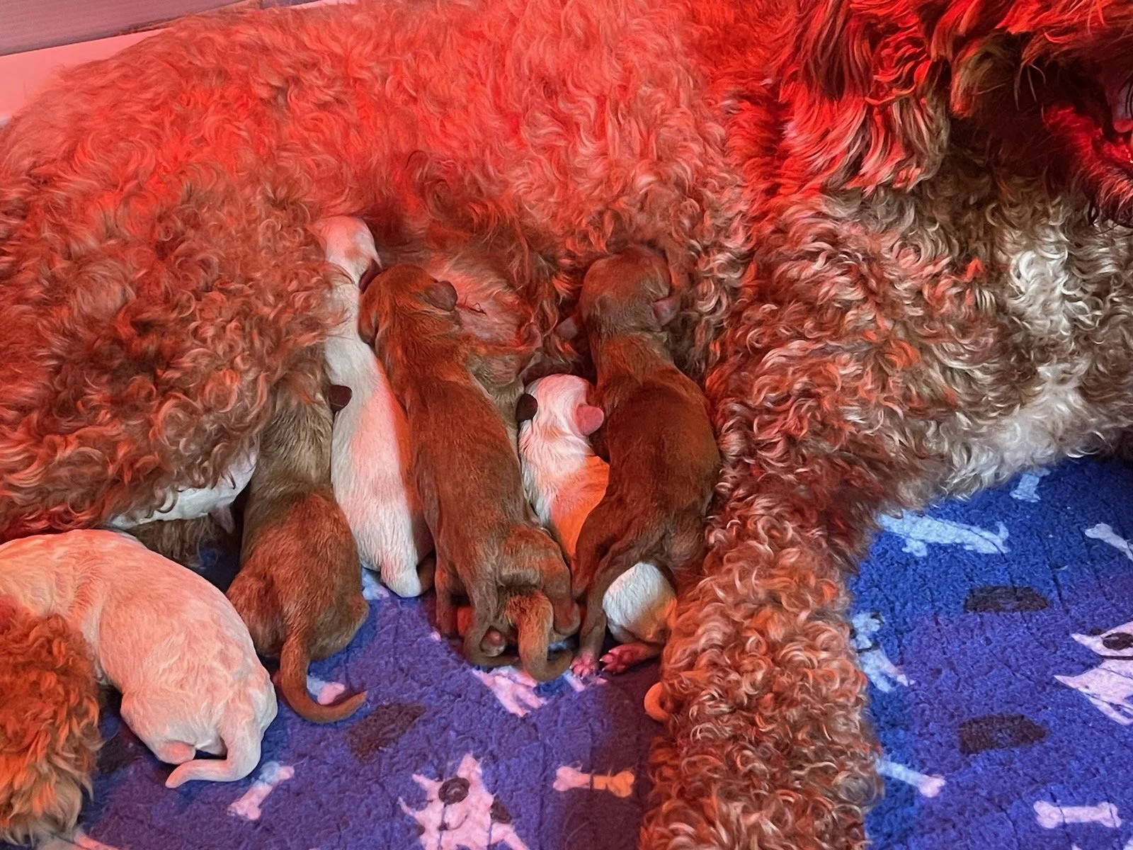 Litters — Lake Keowee Labradoodles