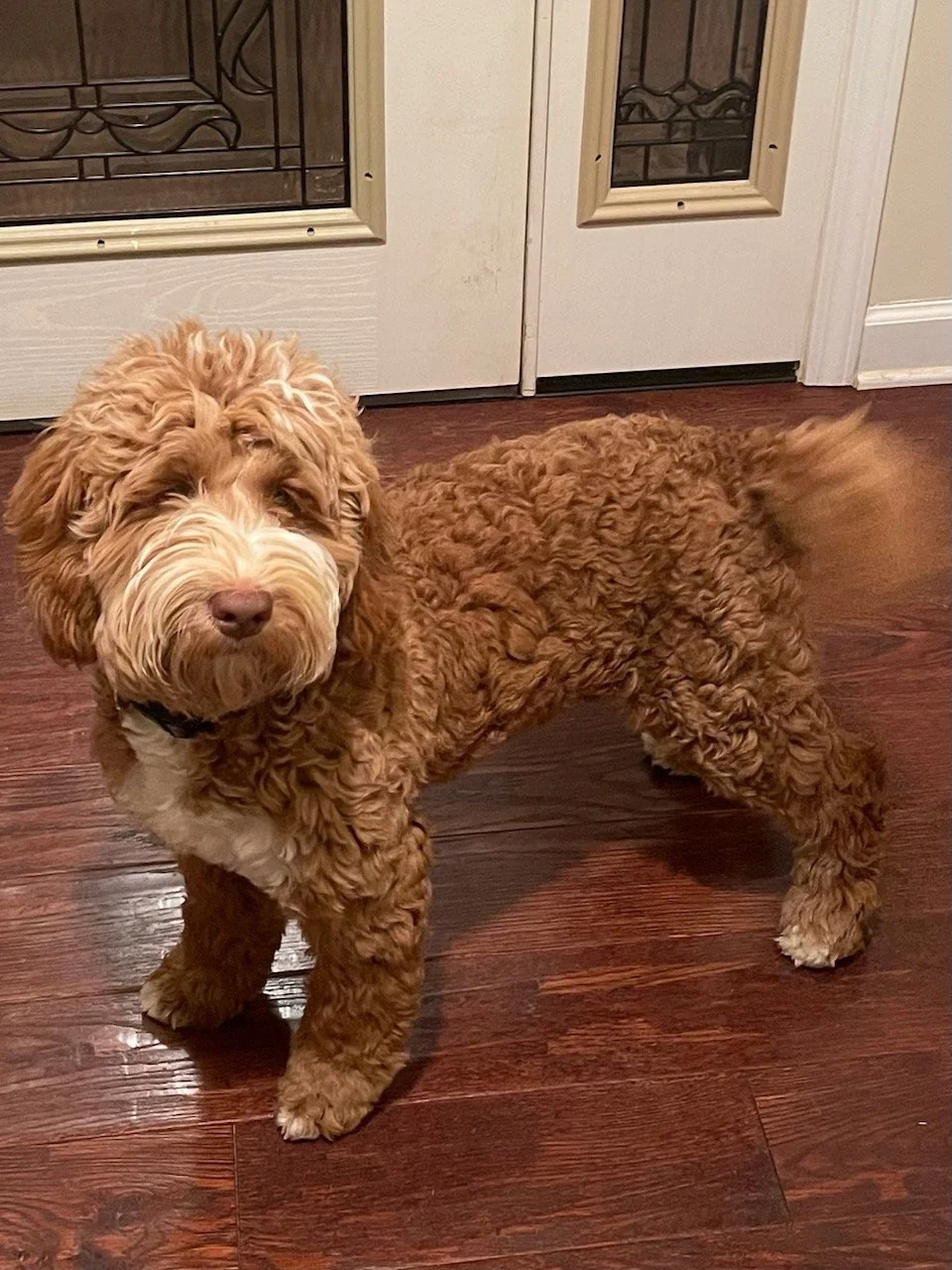Sires — Lake Keowee Labradoodles