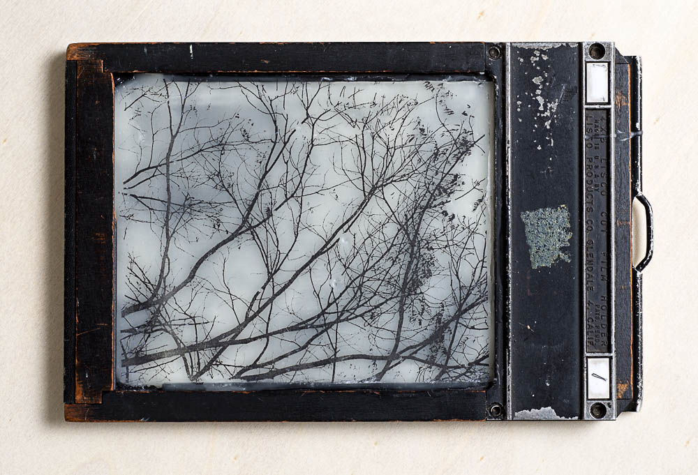 Sandy Middleton - Rhizomes 2017