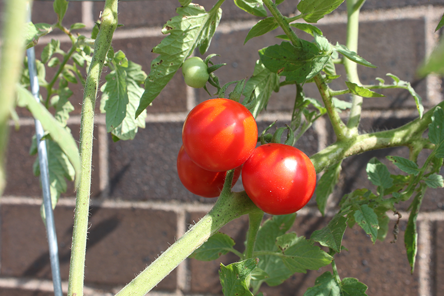 Gardening_cherry tomatoes.png