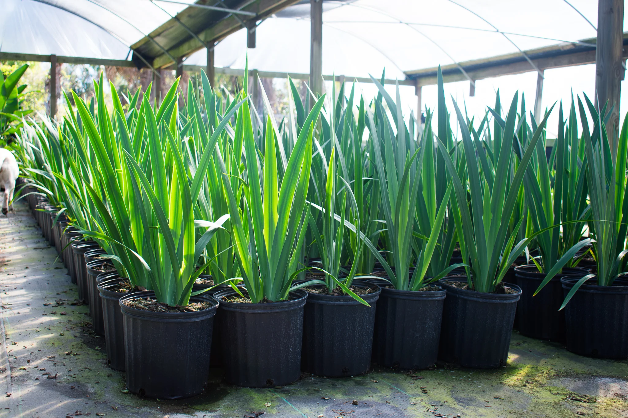 Apostle Iris