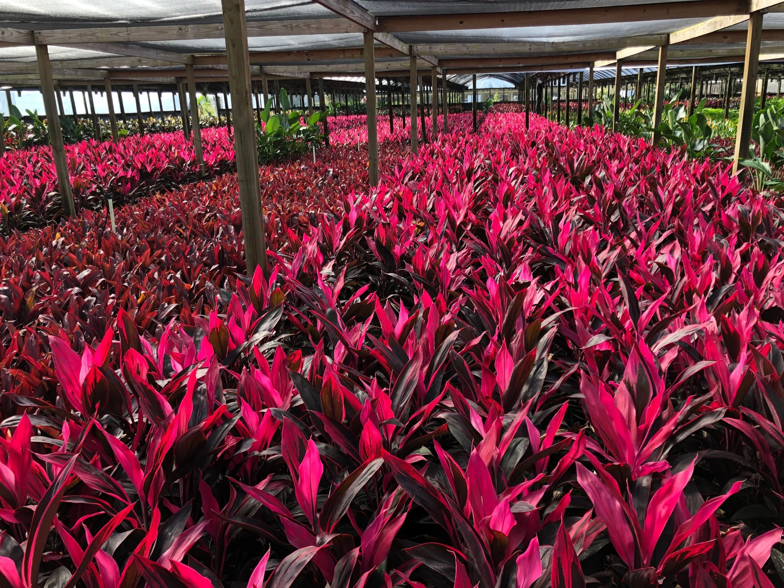 Cordyline