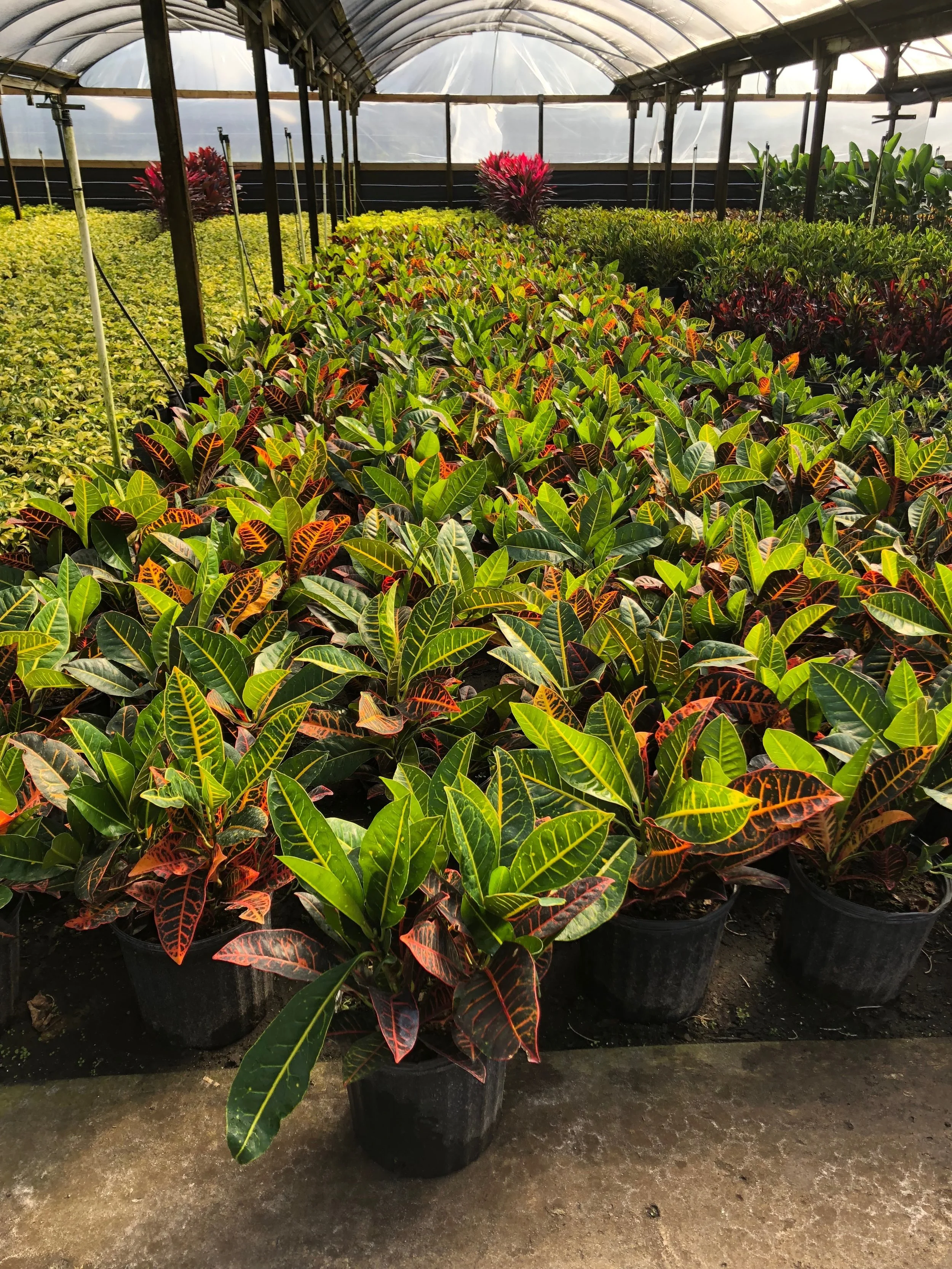 Crotons