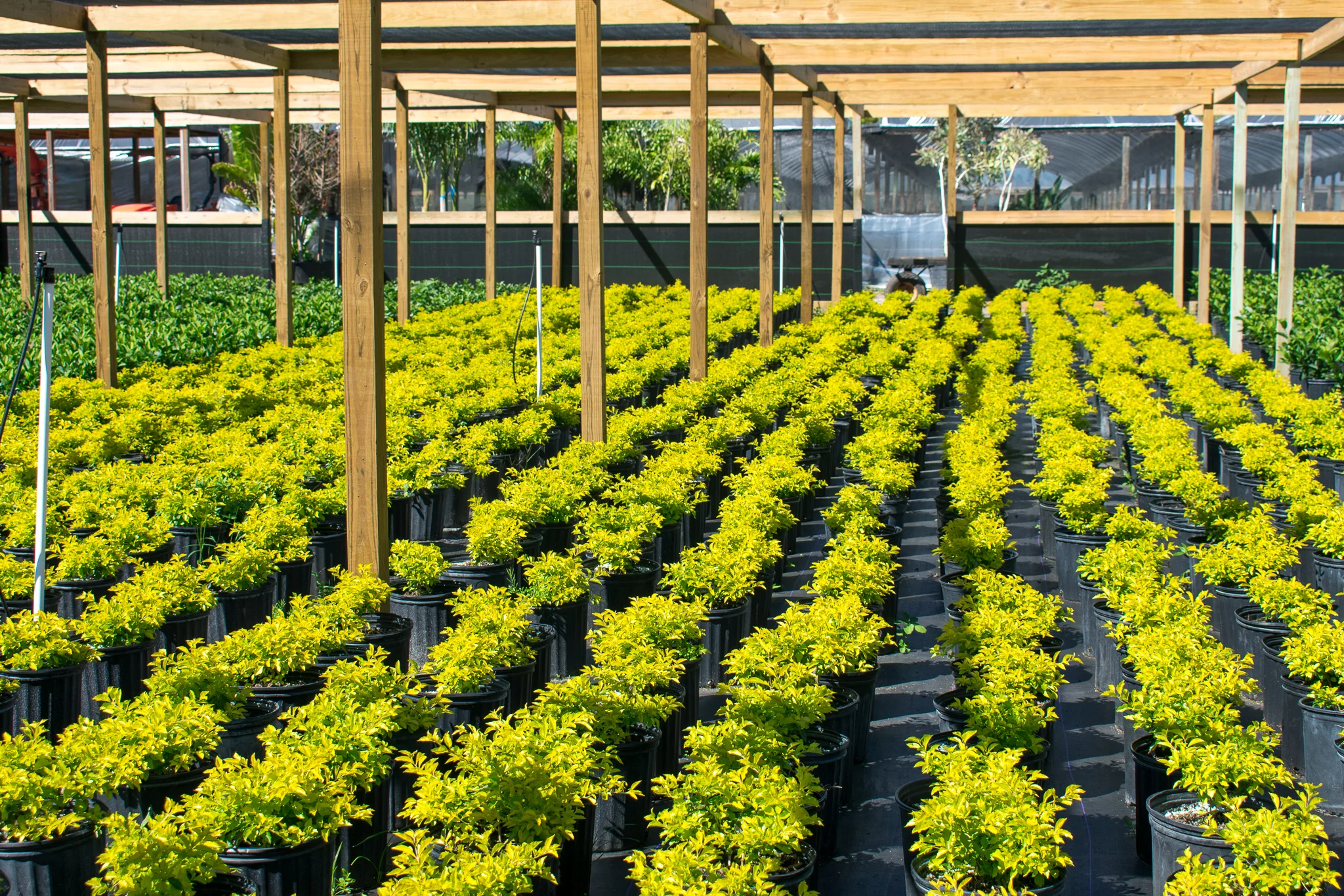 Duranta