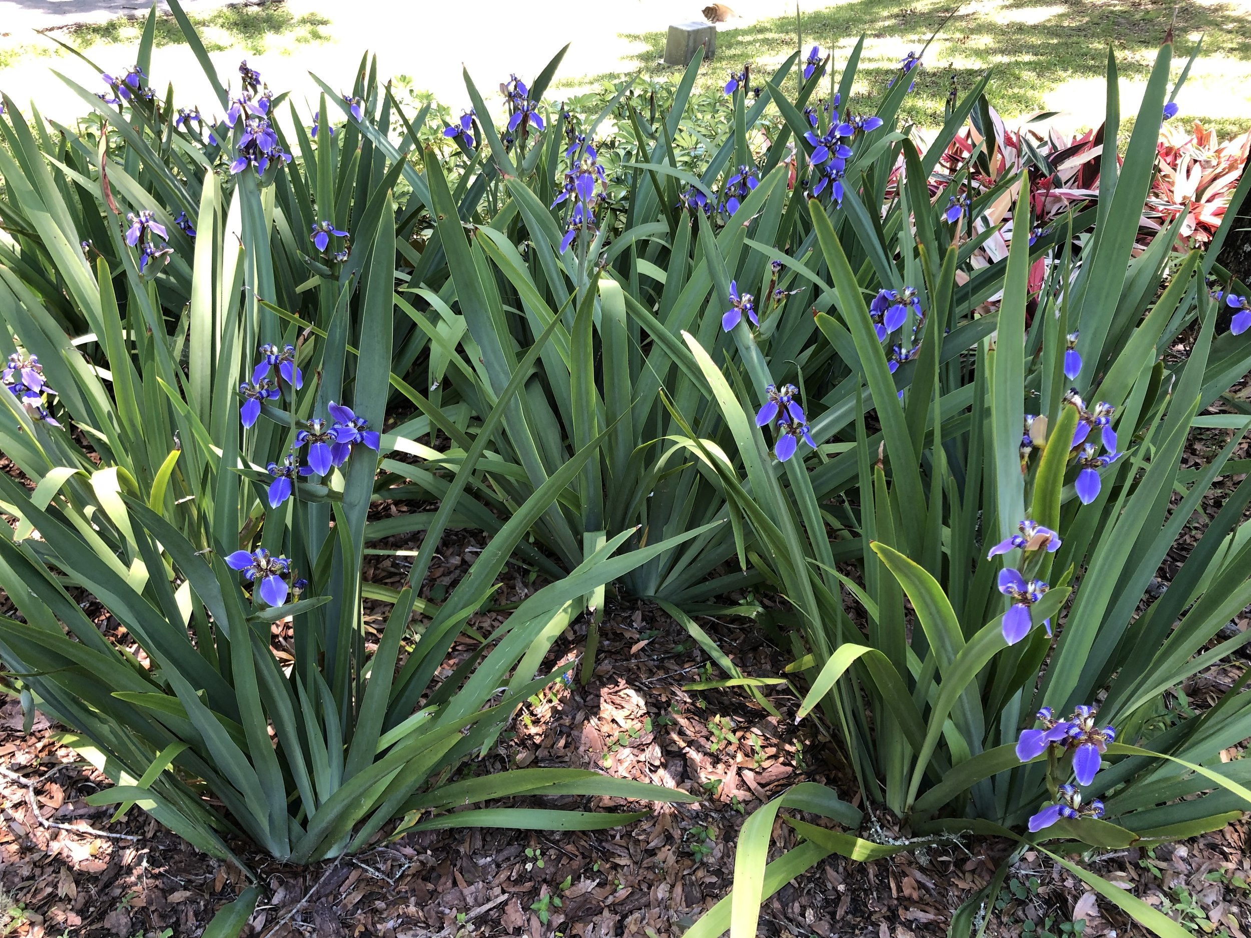 Apostle Iris