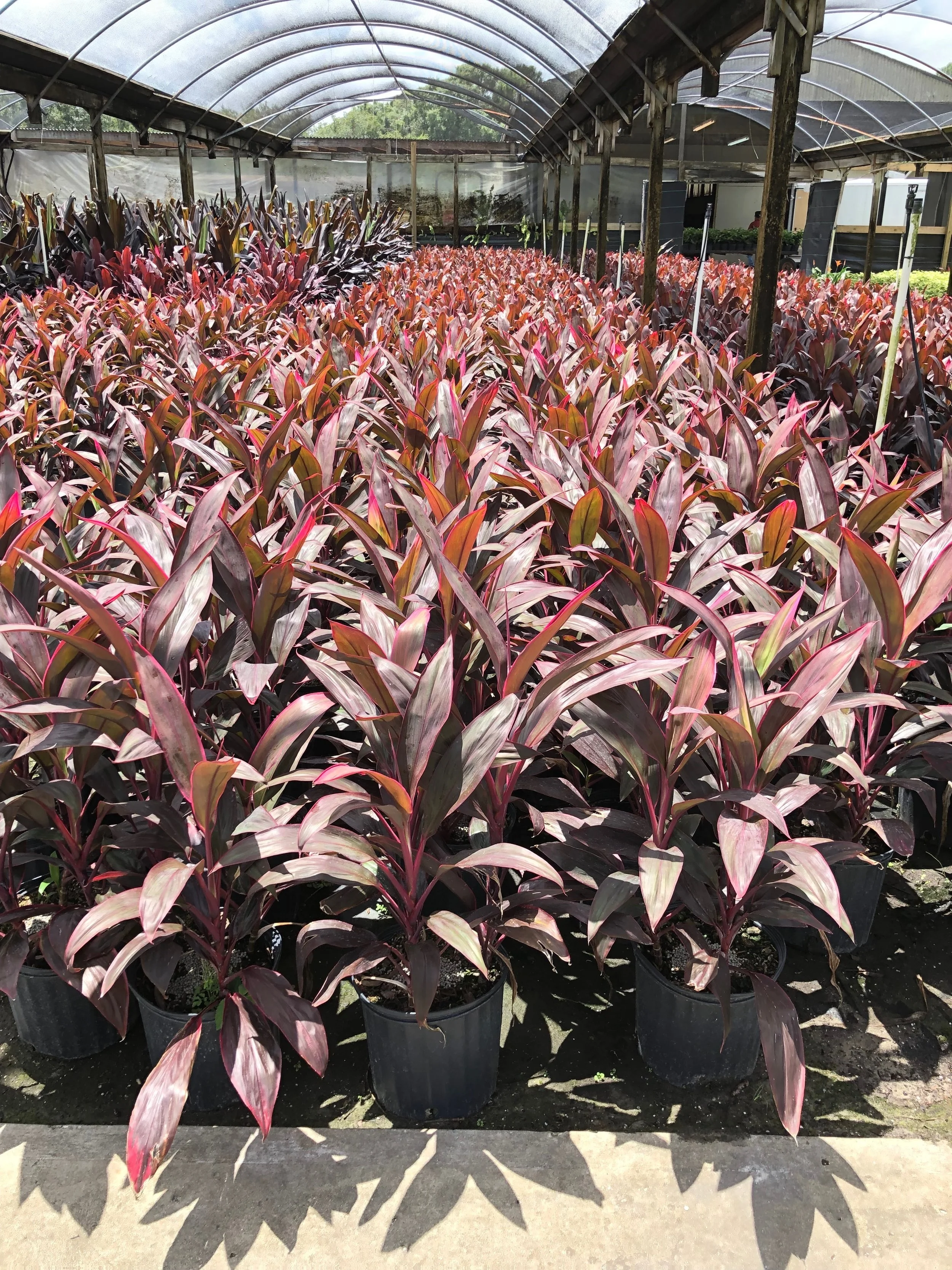 Cordyline