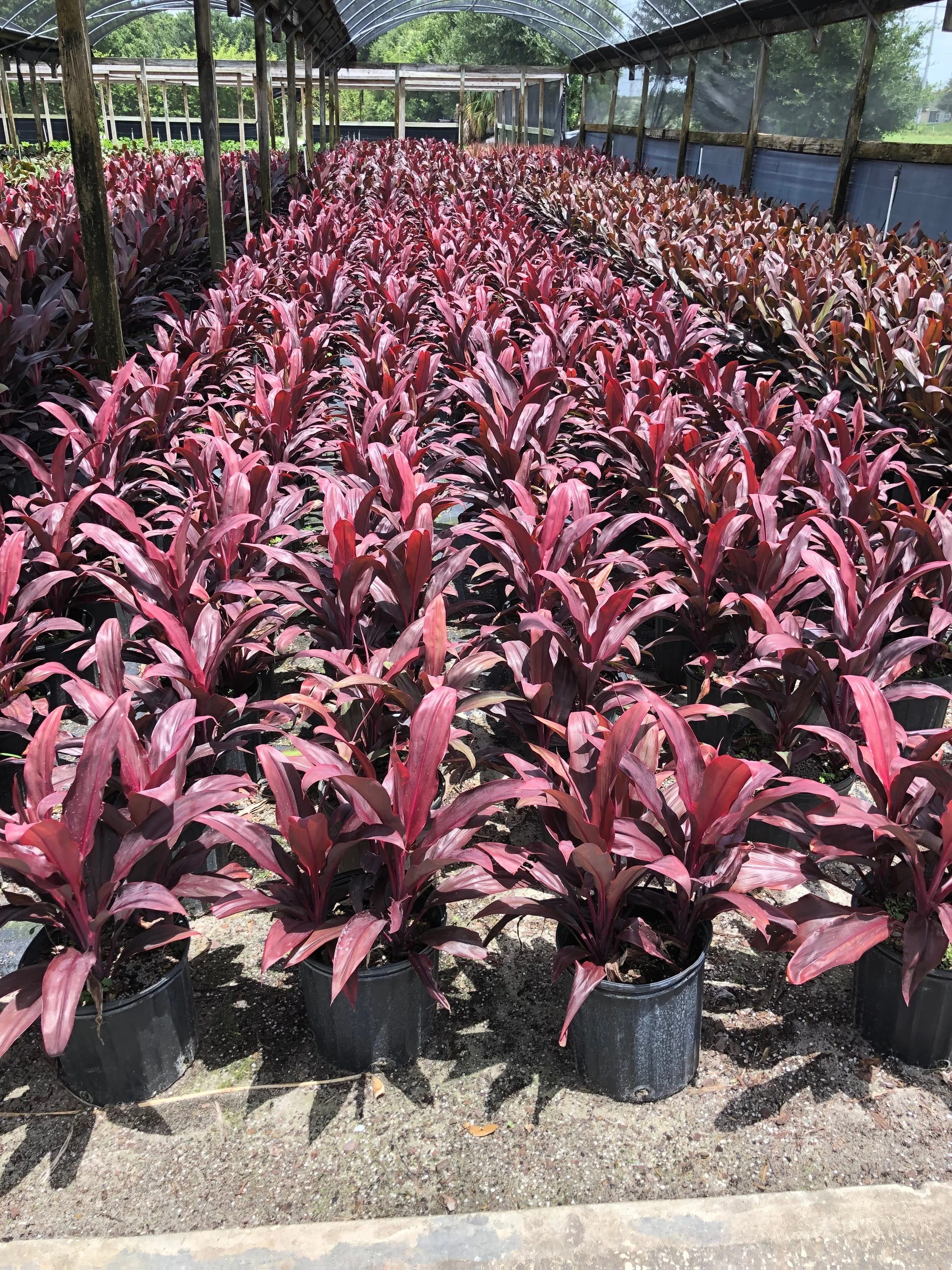 Cordyline