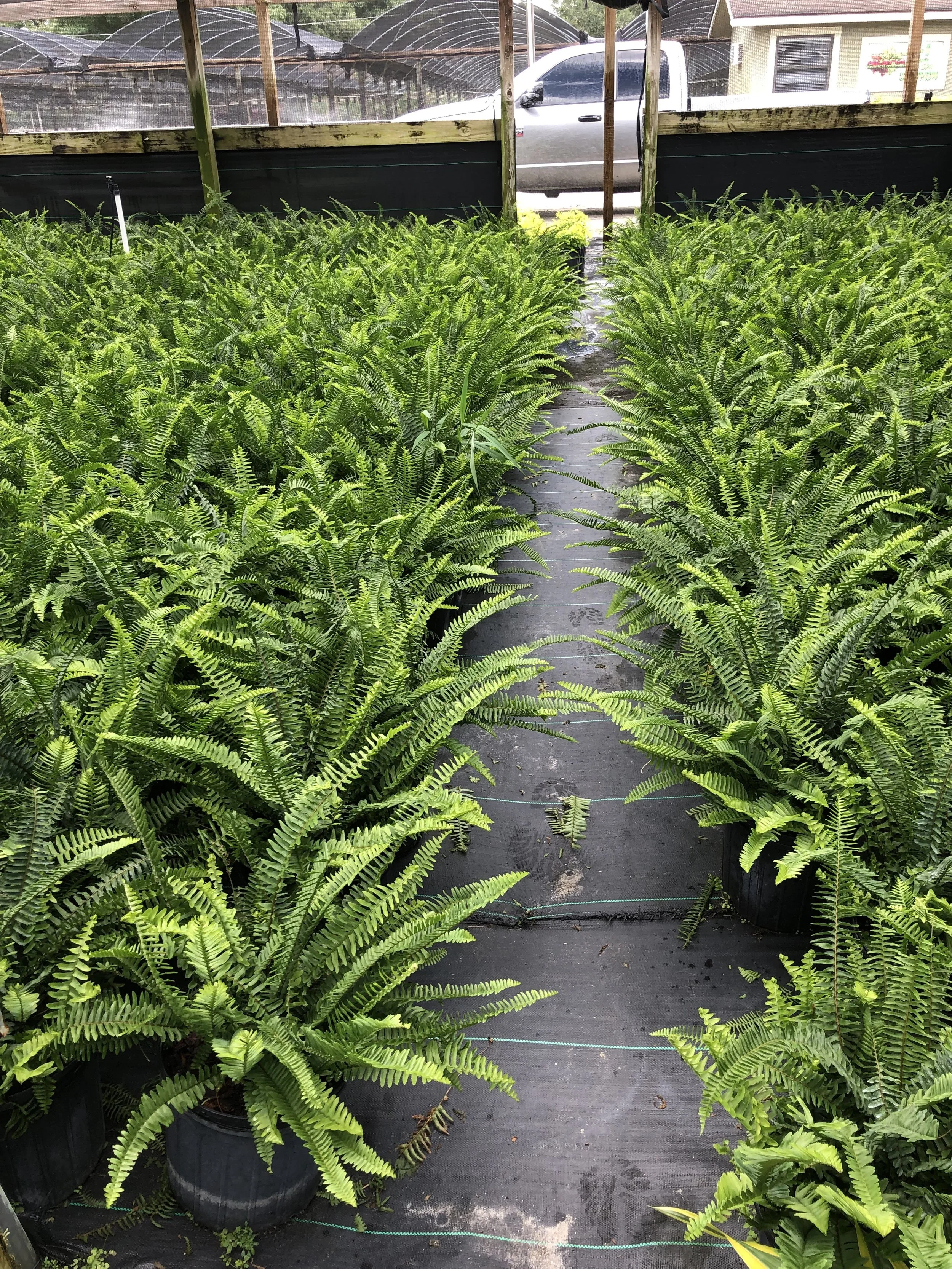 Ferns