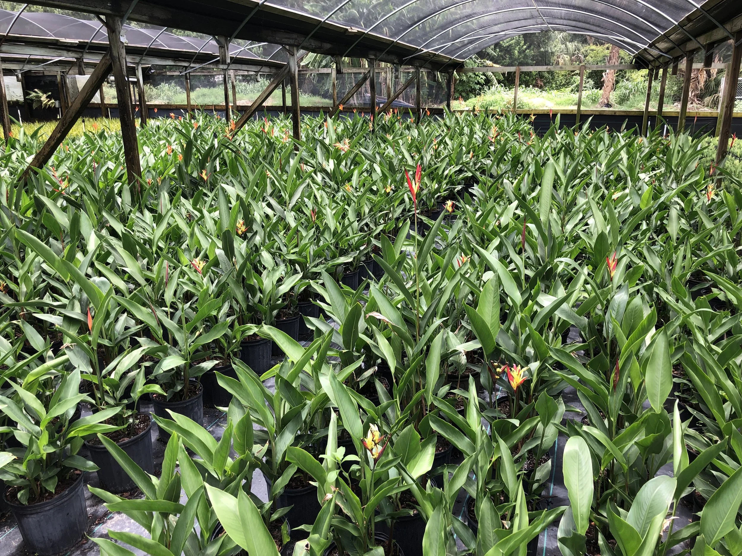 Heliconia