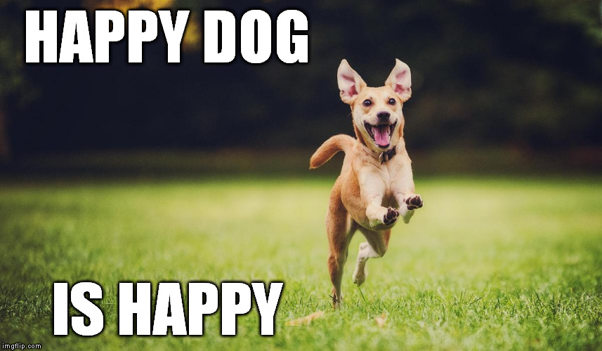 happy friday dogs