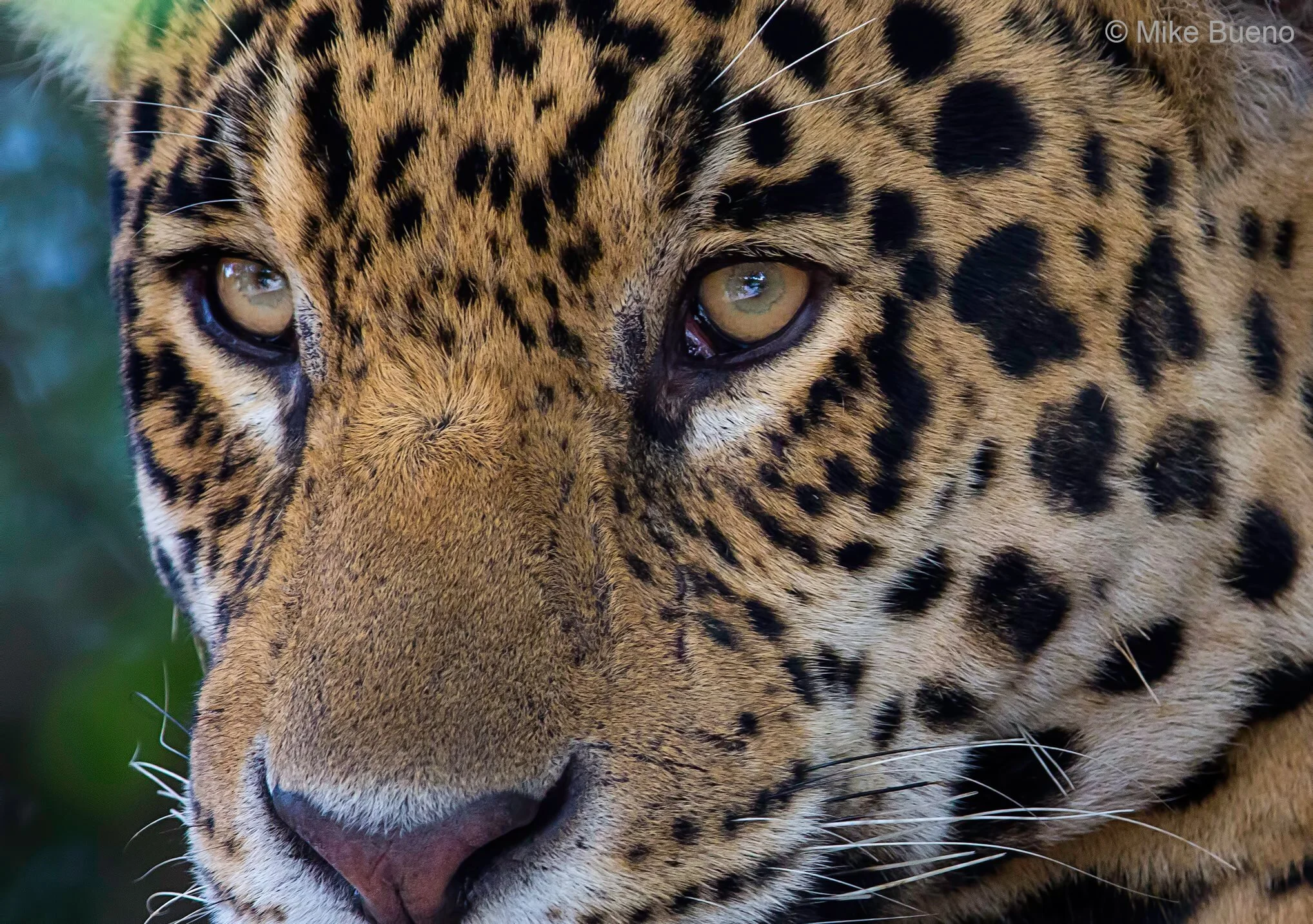 Cara de onça.jpg