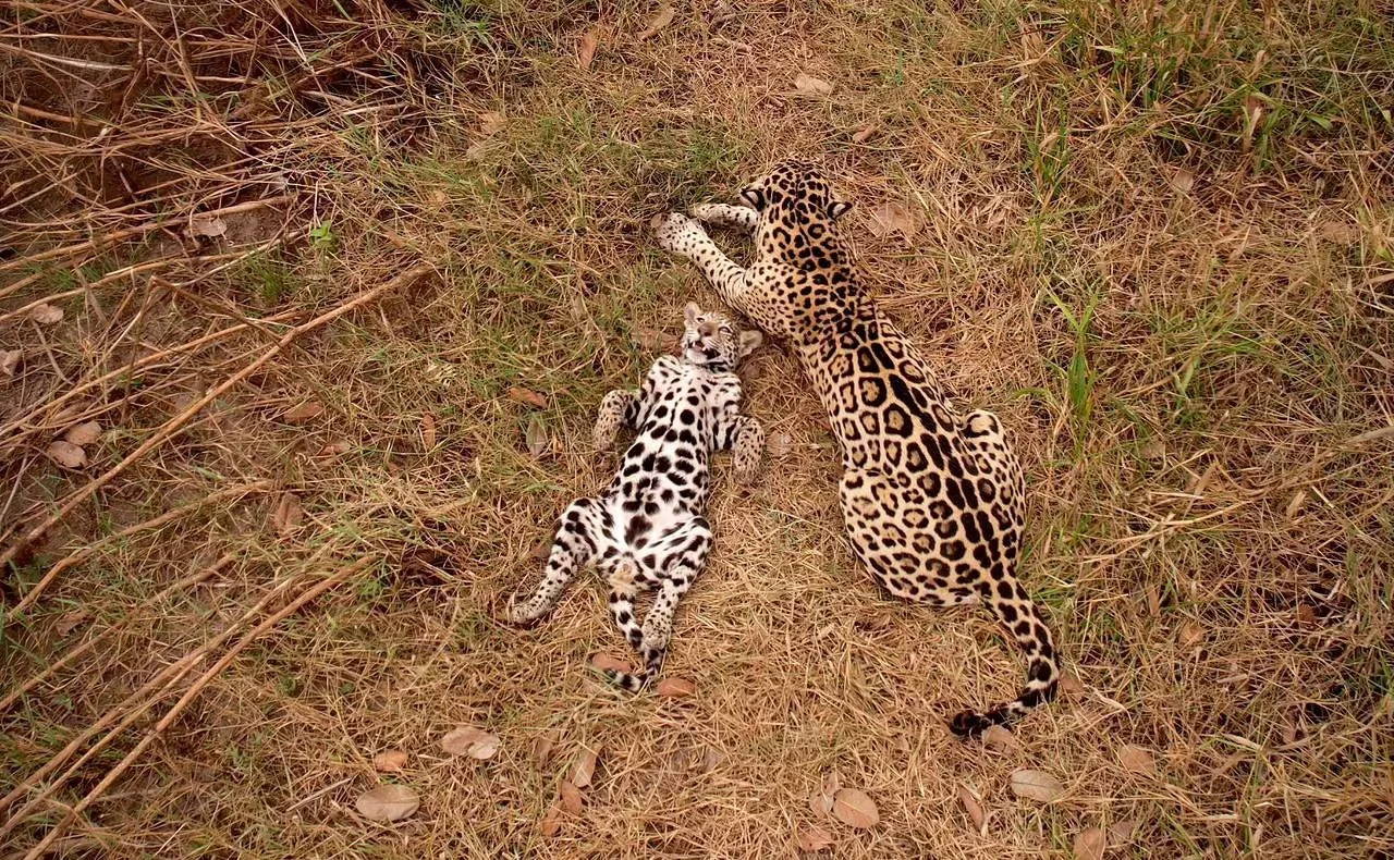 Mother and child&hellip; Foto Rafael Calil.
#on&ccedil;a  #jaguar #pantanal #wildlifephotography #beautifuldestinations #naturephotography