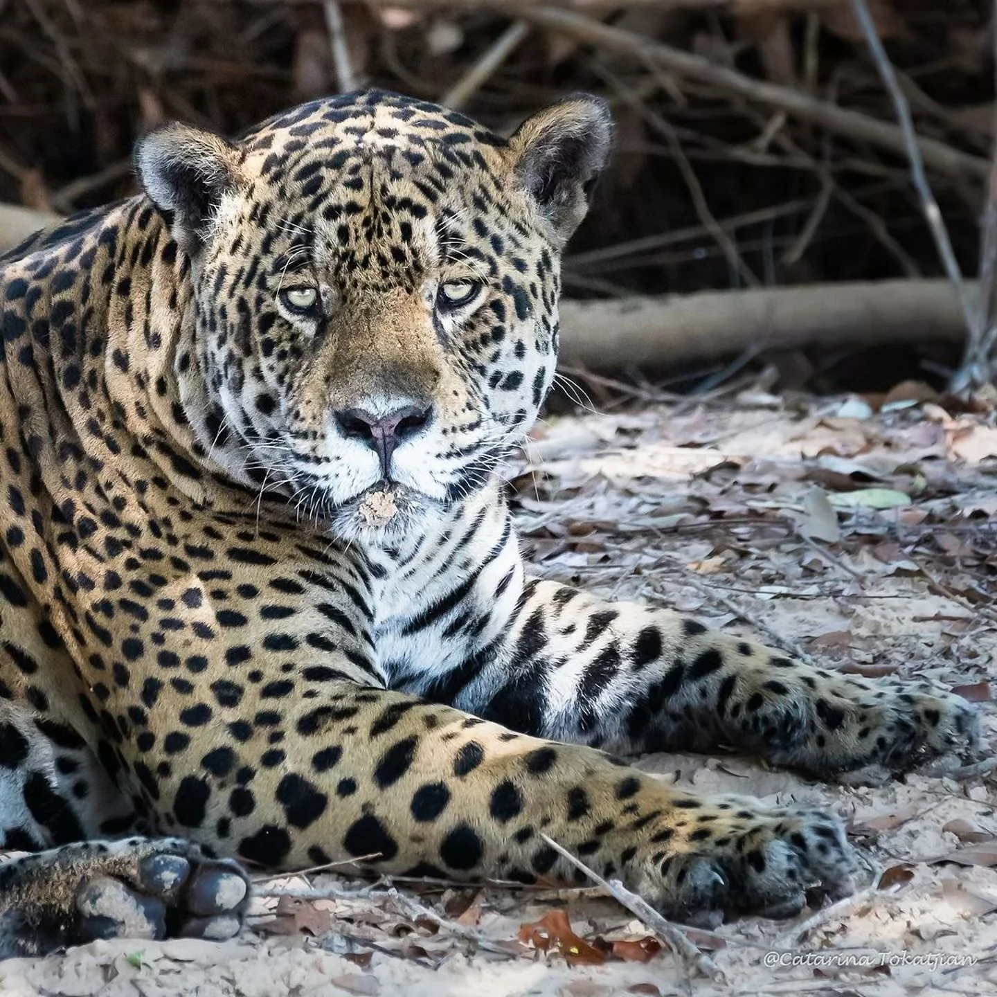 Repost @fotografia_selvagem