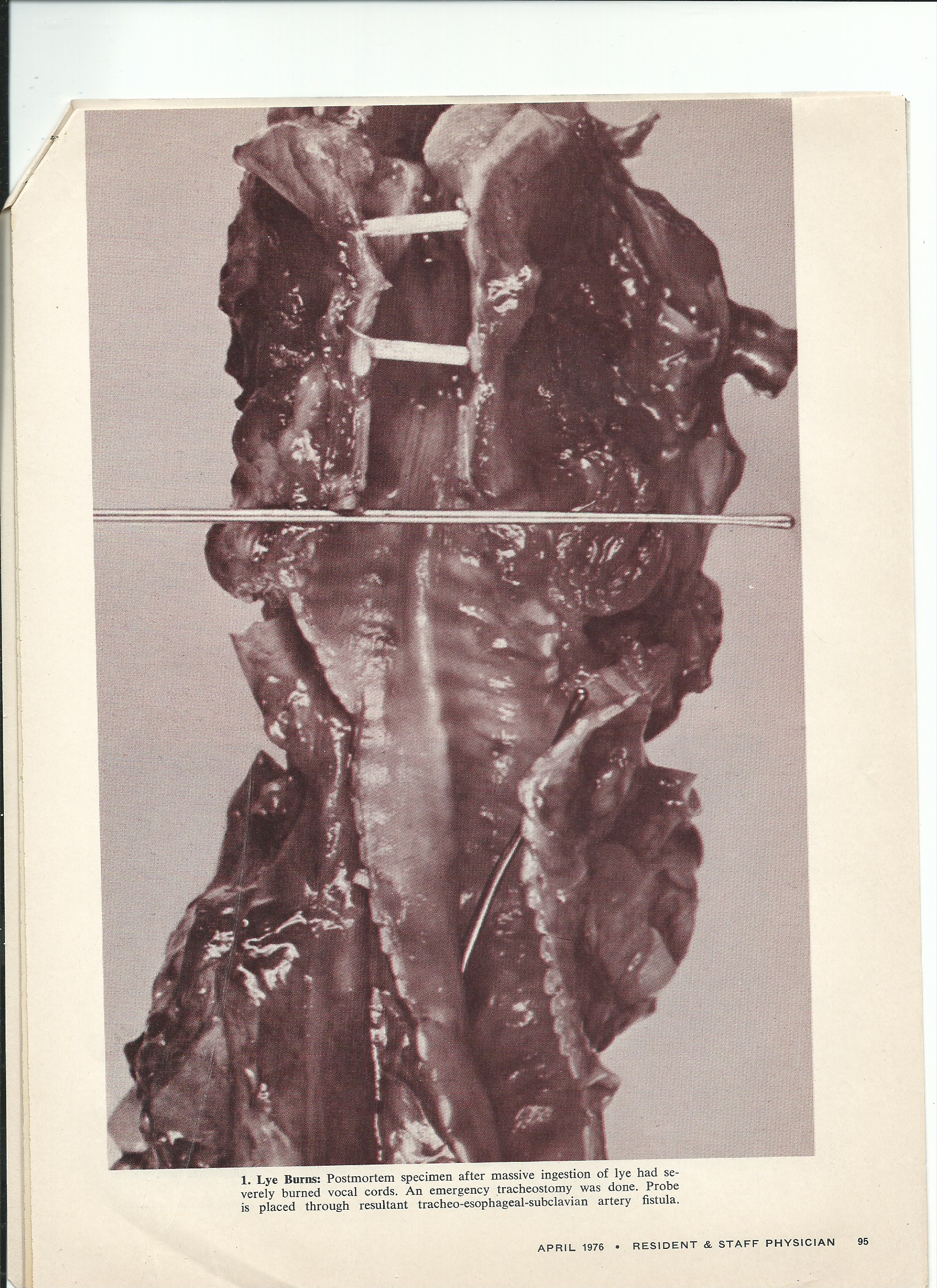 Scan 1.jpeg