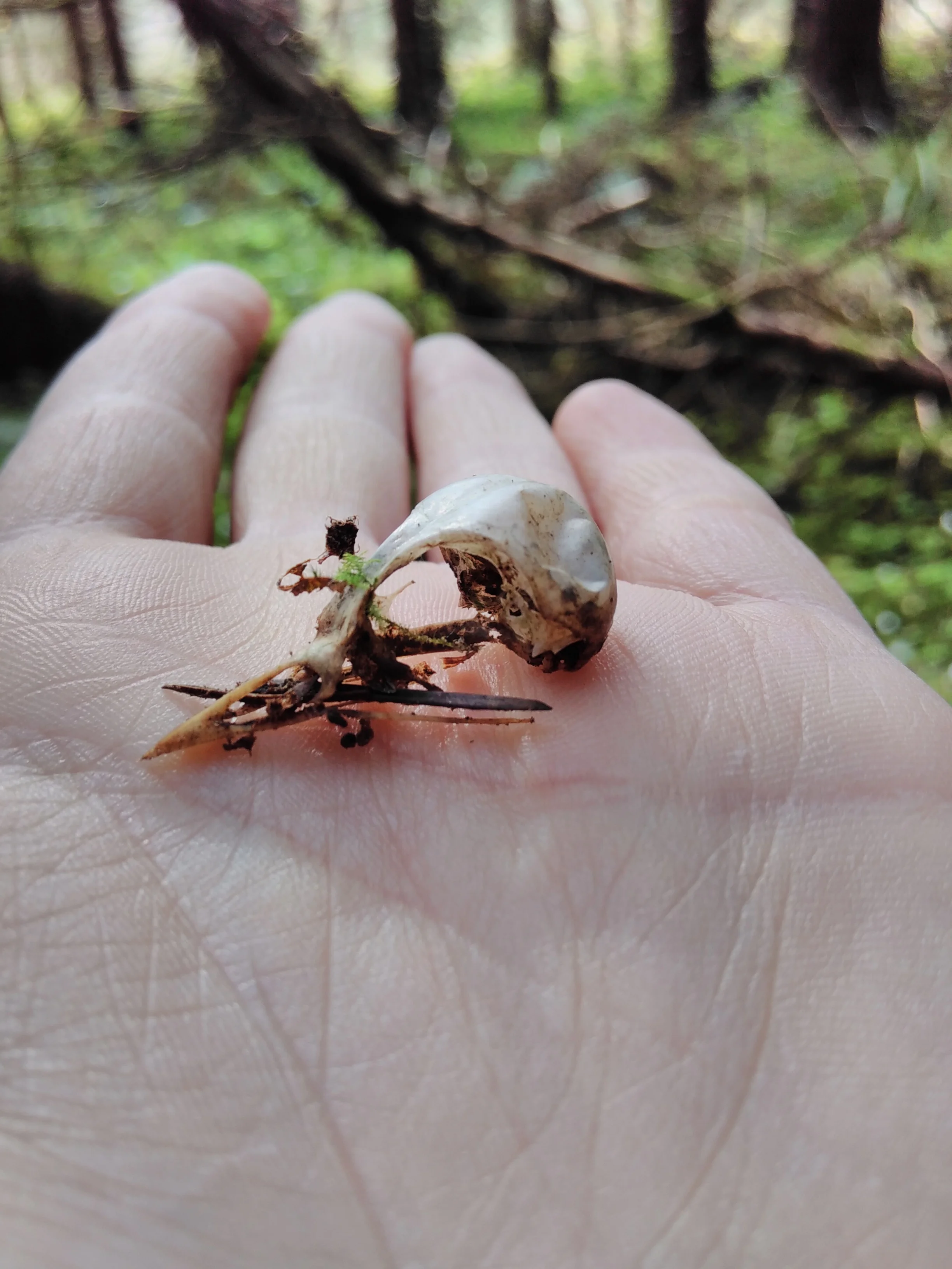 More nests, more bones