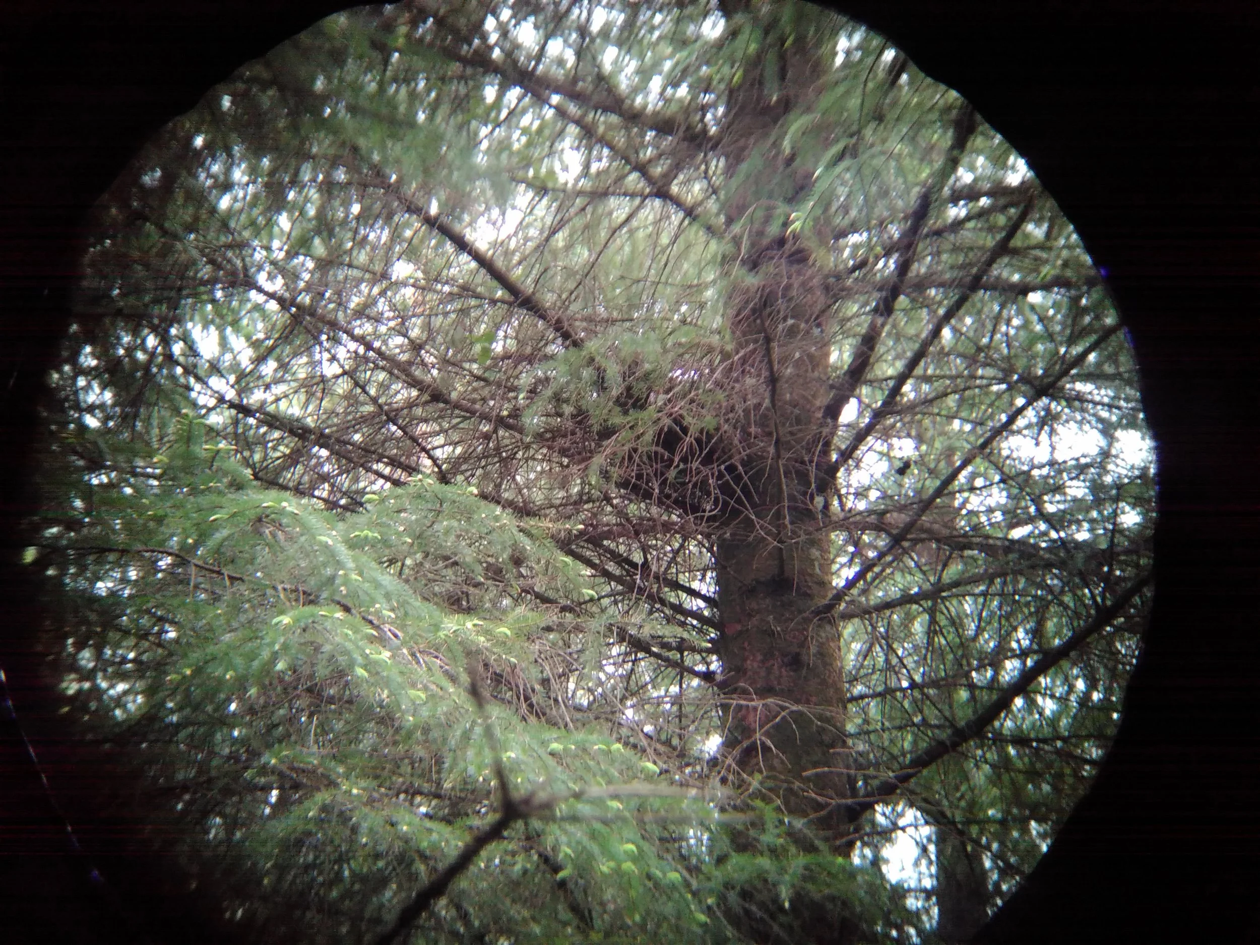 A sparrowhawk in the nest
