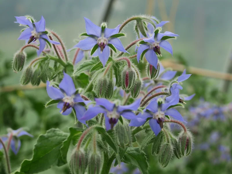 What to grow in Ireland