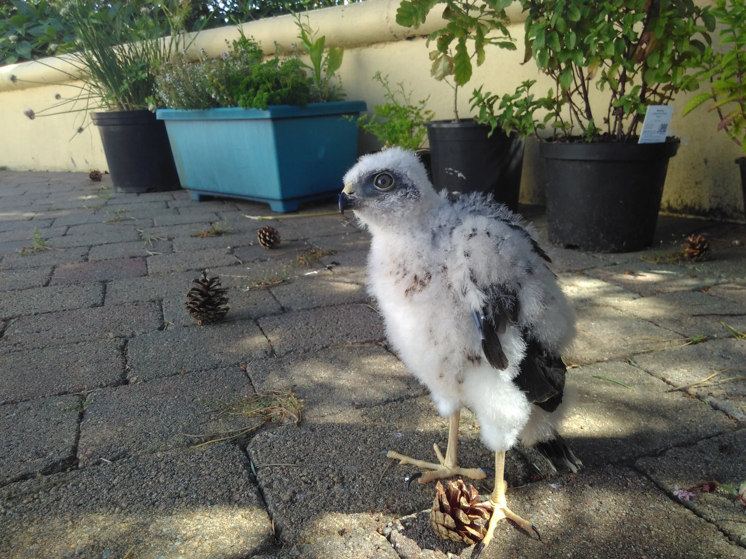 The sparrowhawk is growing